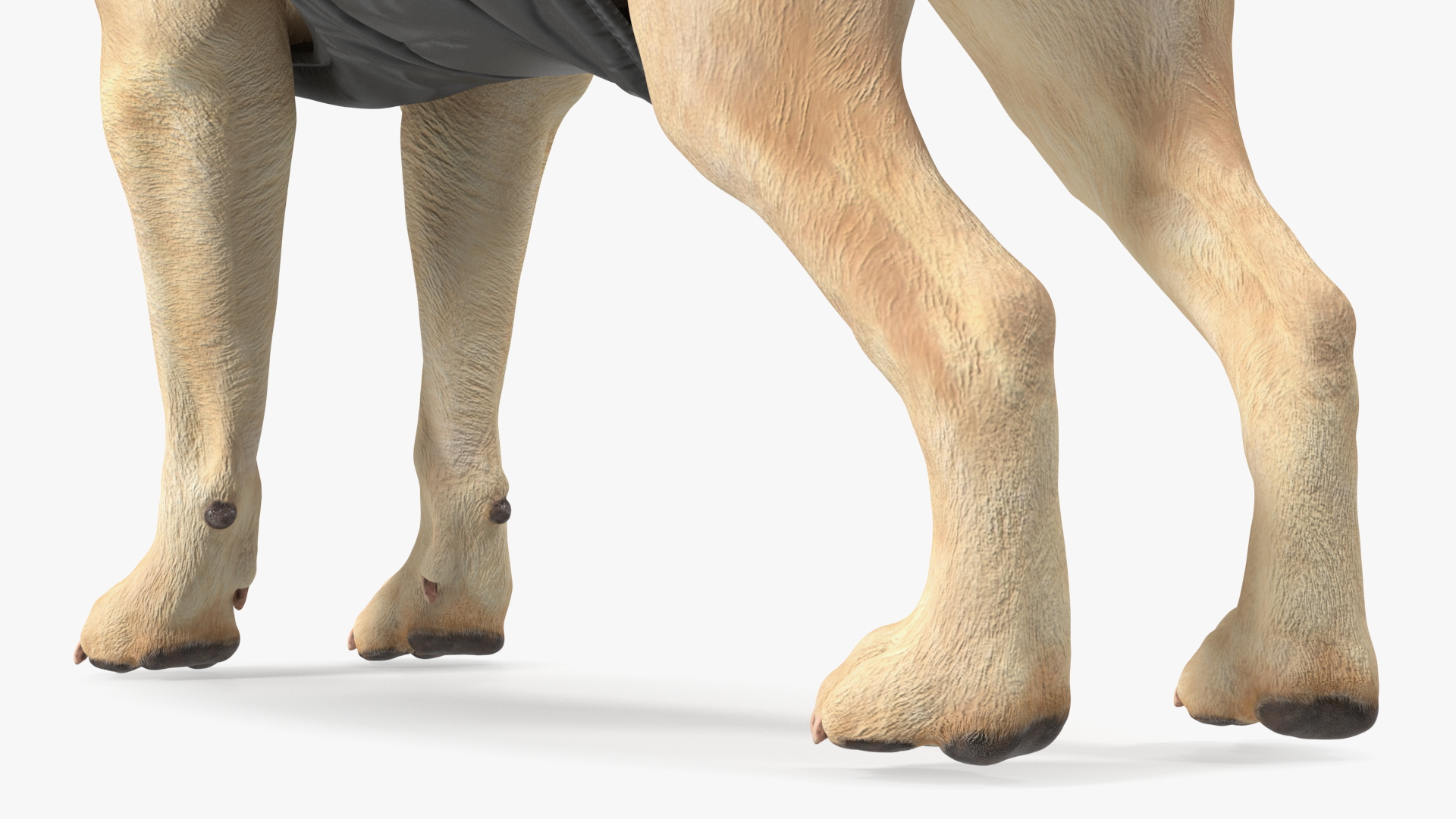 Labrador Wearing Black Coat 3D