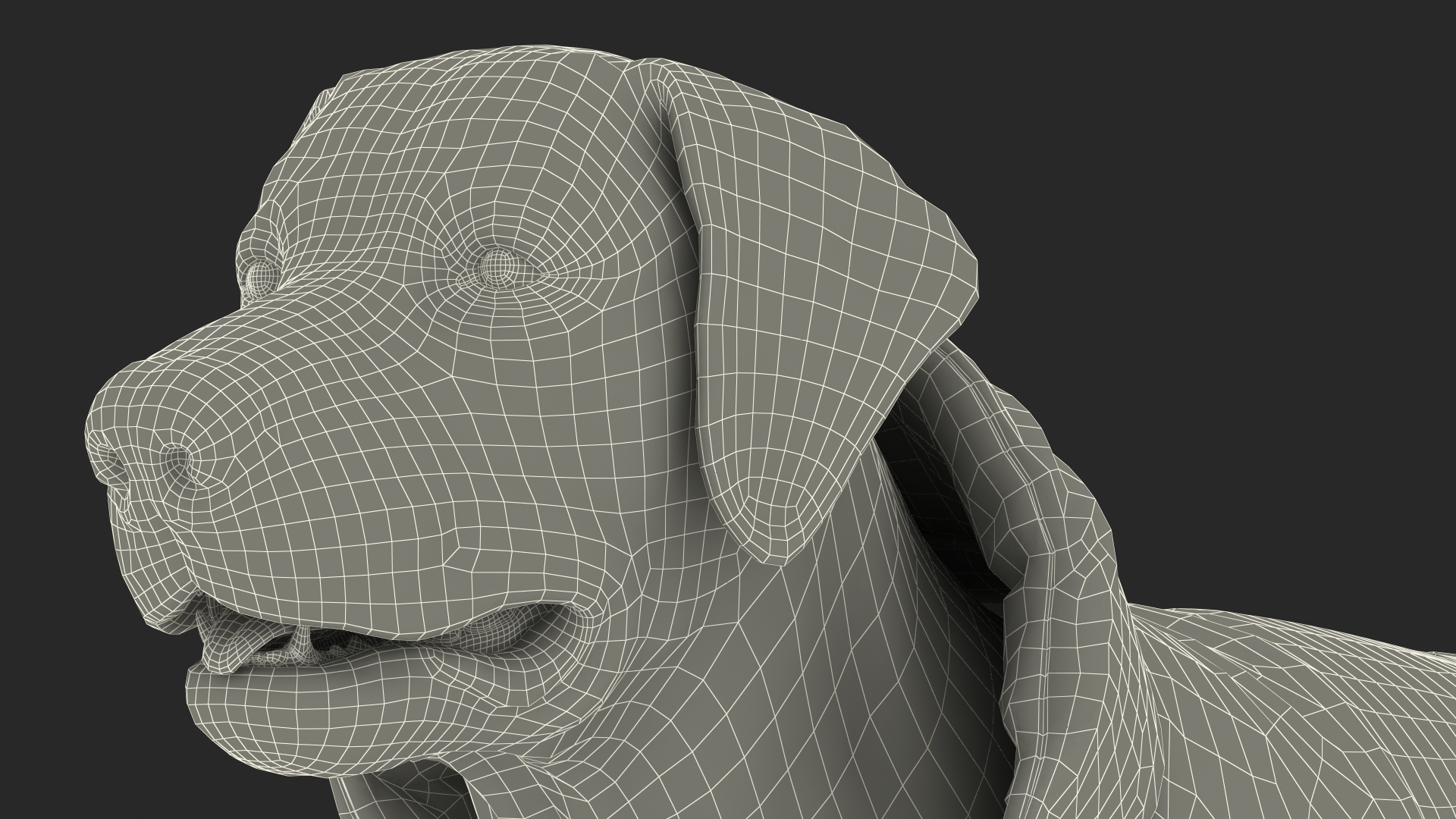 Labrador Wearing Black Coat 3D