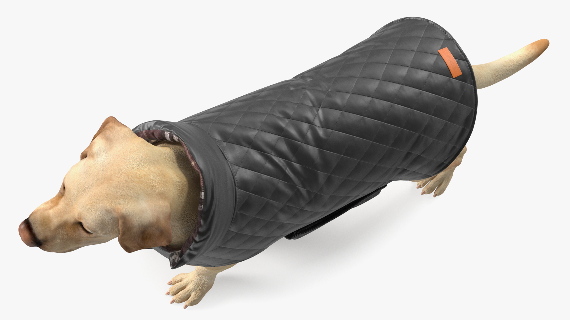 Labrador Wearing Black Coat 3D