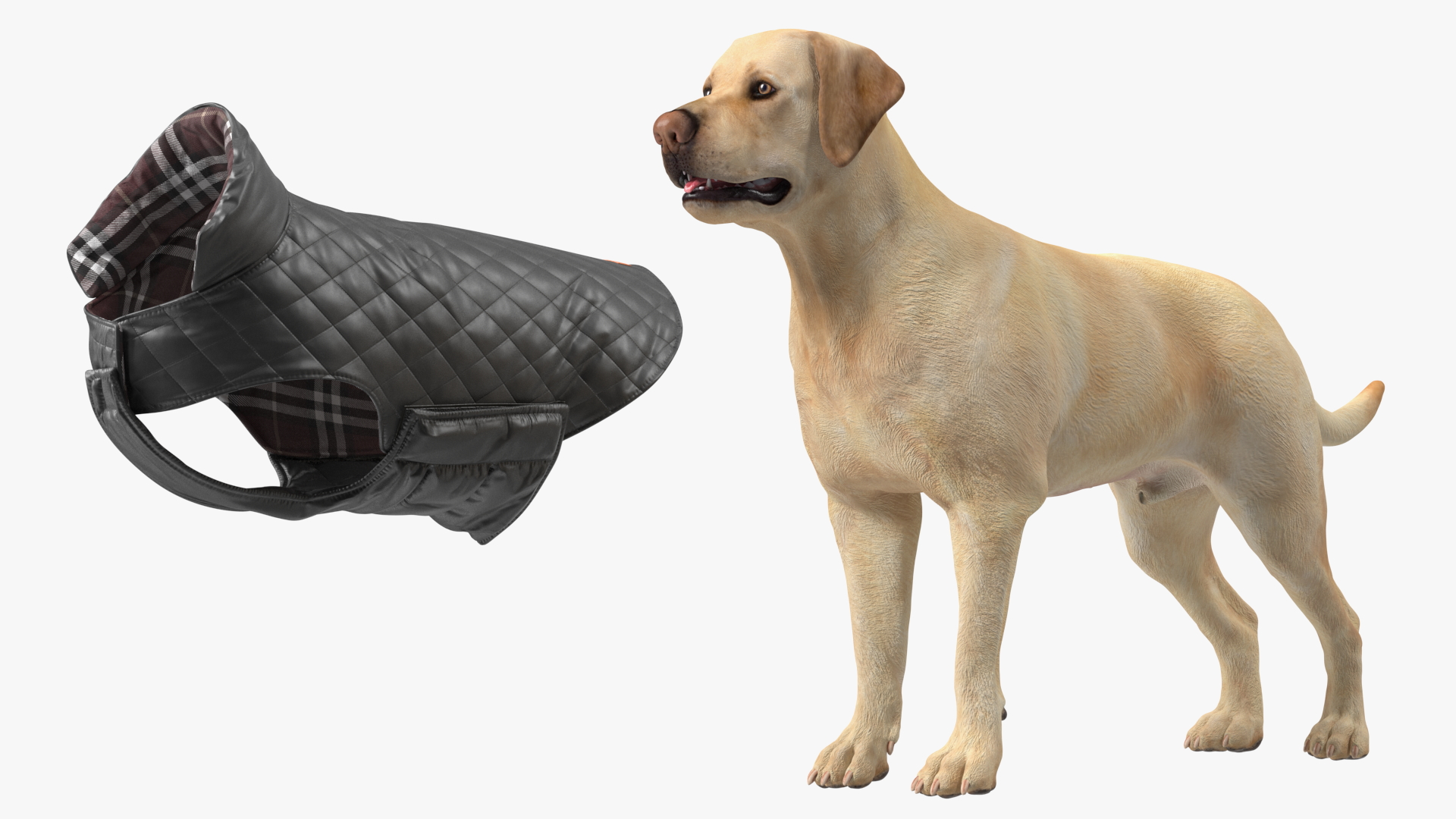 Labrador Wearing Black Coat 3D