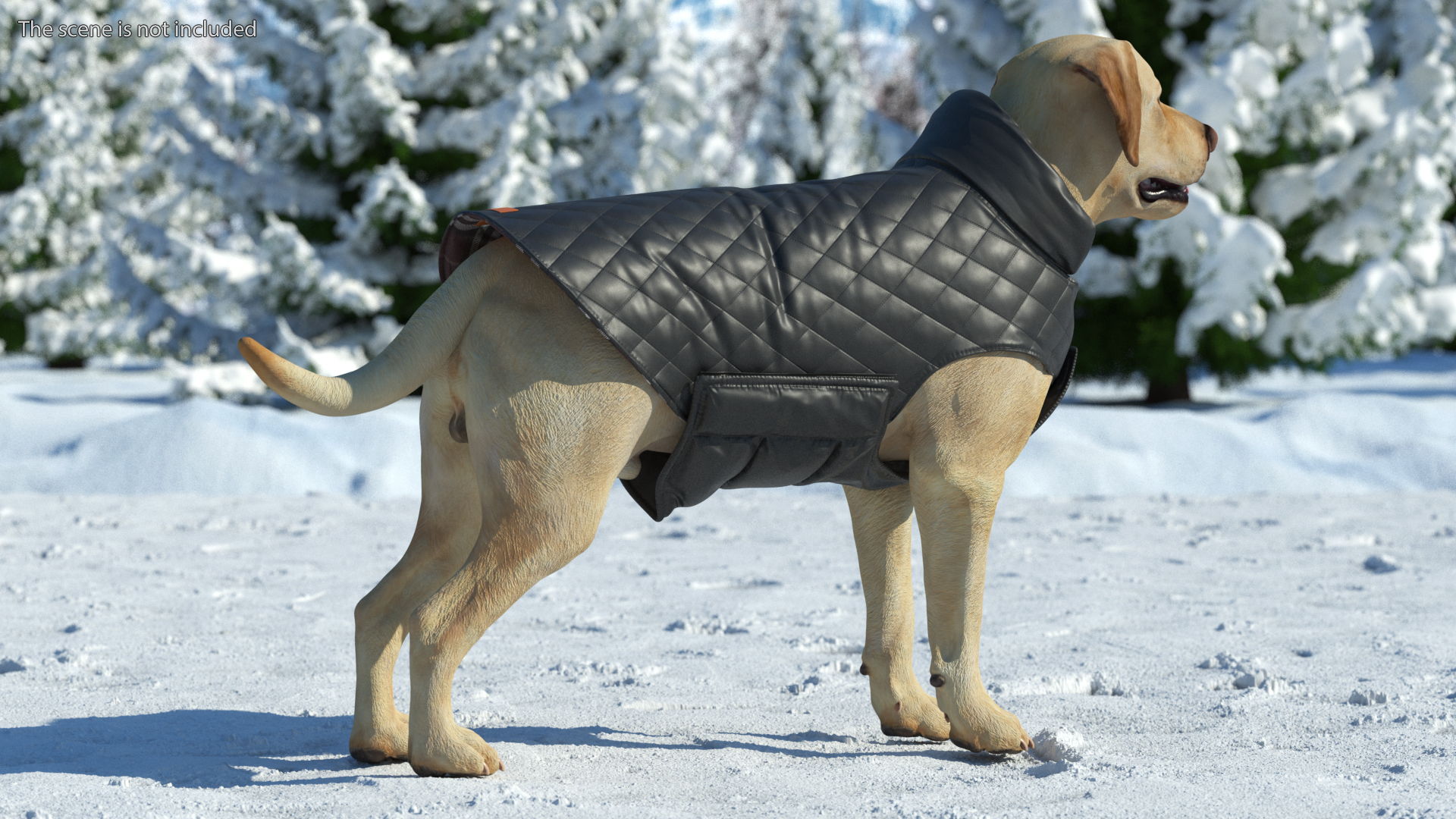 Labrador Wearing Black Coat 3D