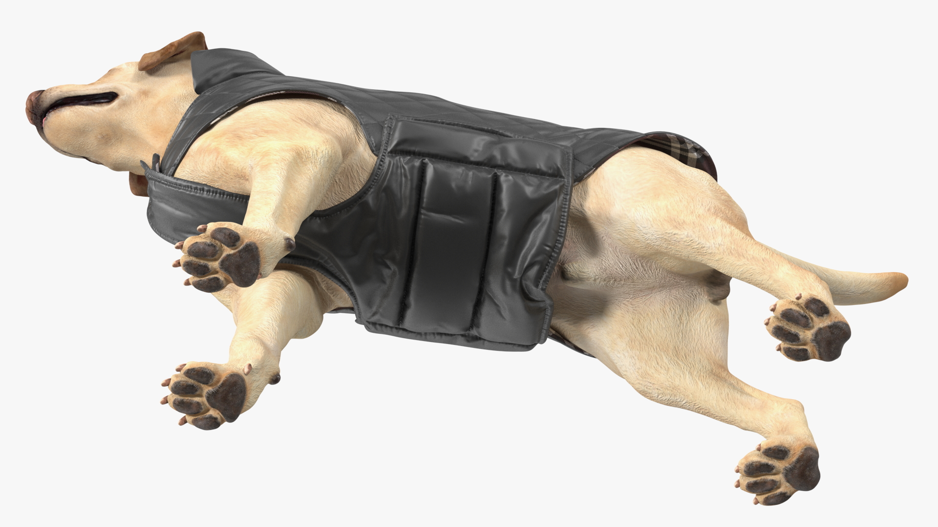 Labrador Wearing Black Coat 3D
