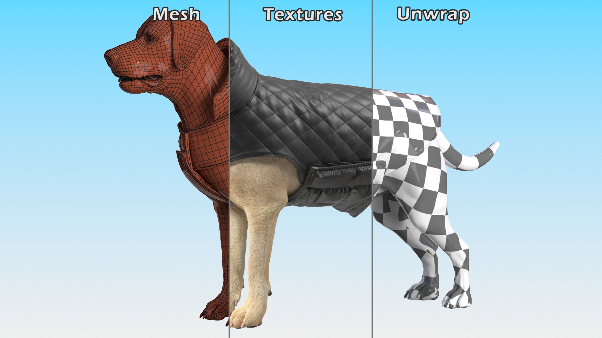 Labrador Wearing Black Coat 3D