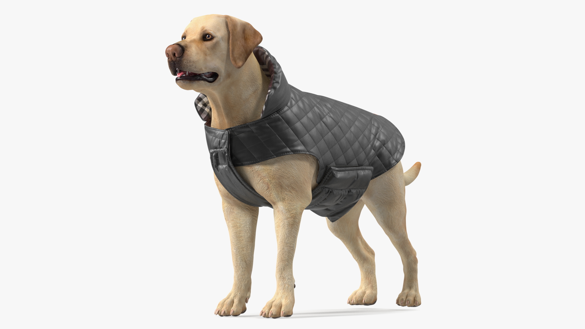 Labrador Wearing Black Coat 3D