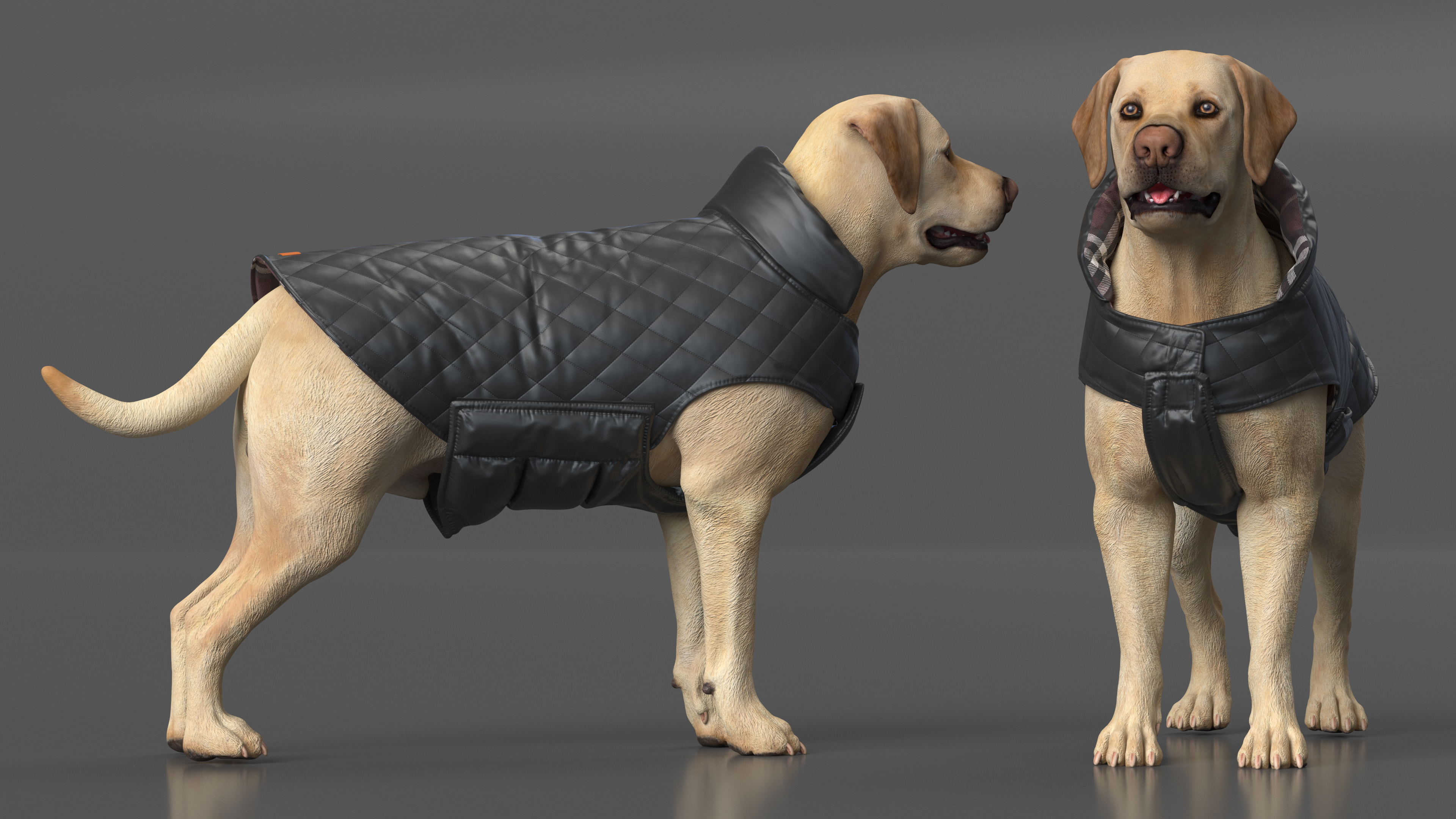 Labrador Wearing Black Coat 3D
