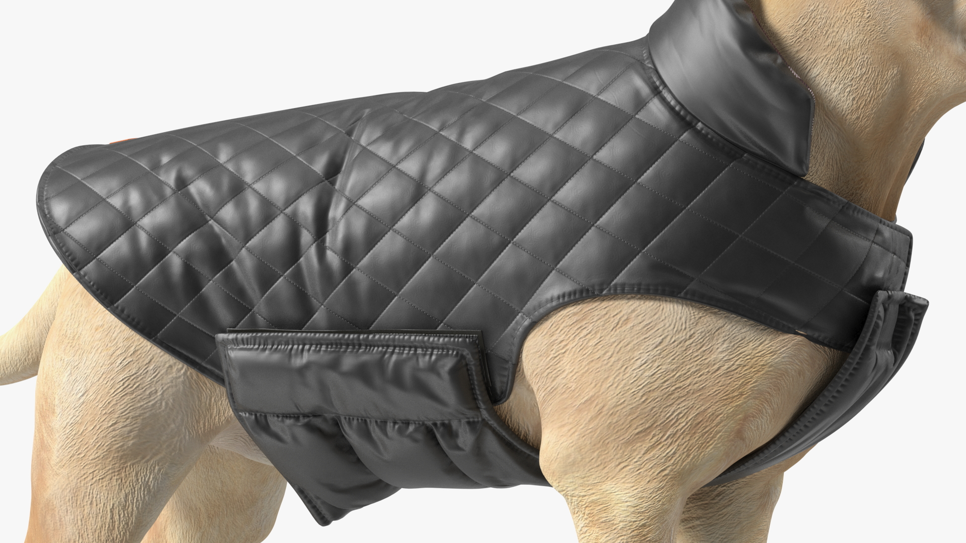 Labrador Wearing Black Coat 3D