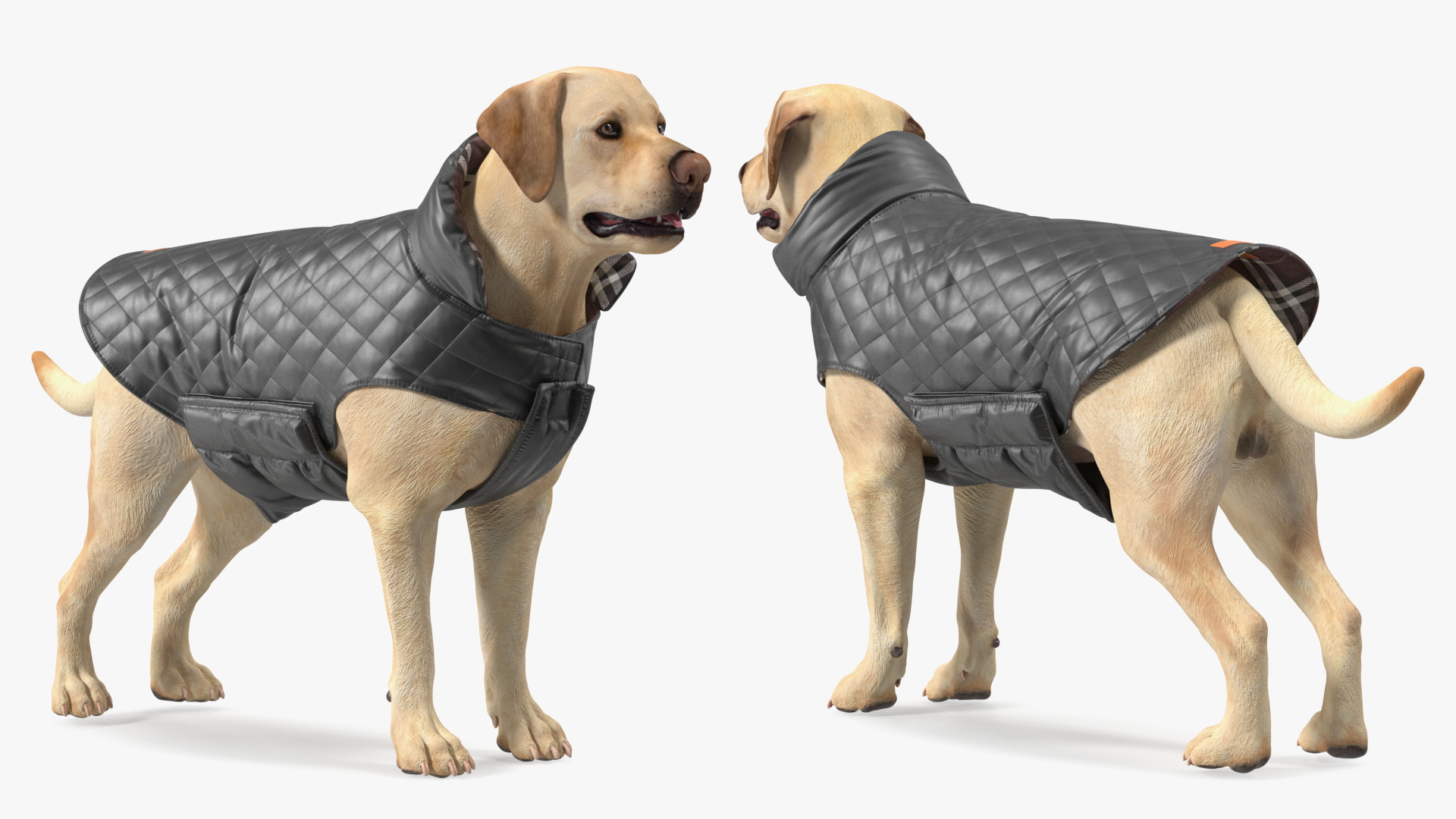 Labrador Wearing Black Coat 3D