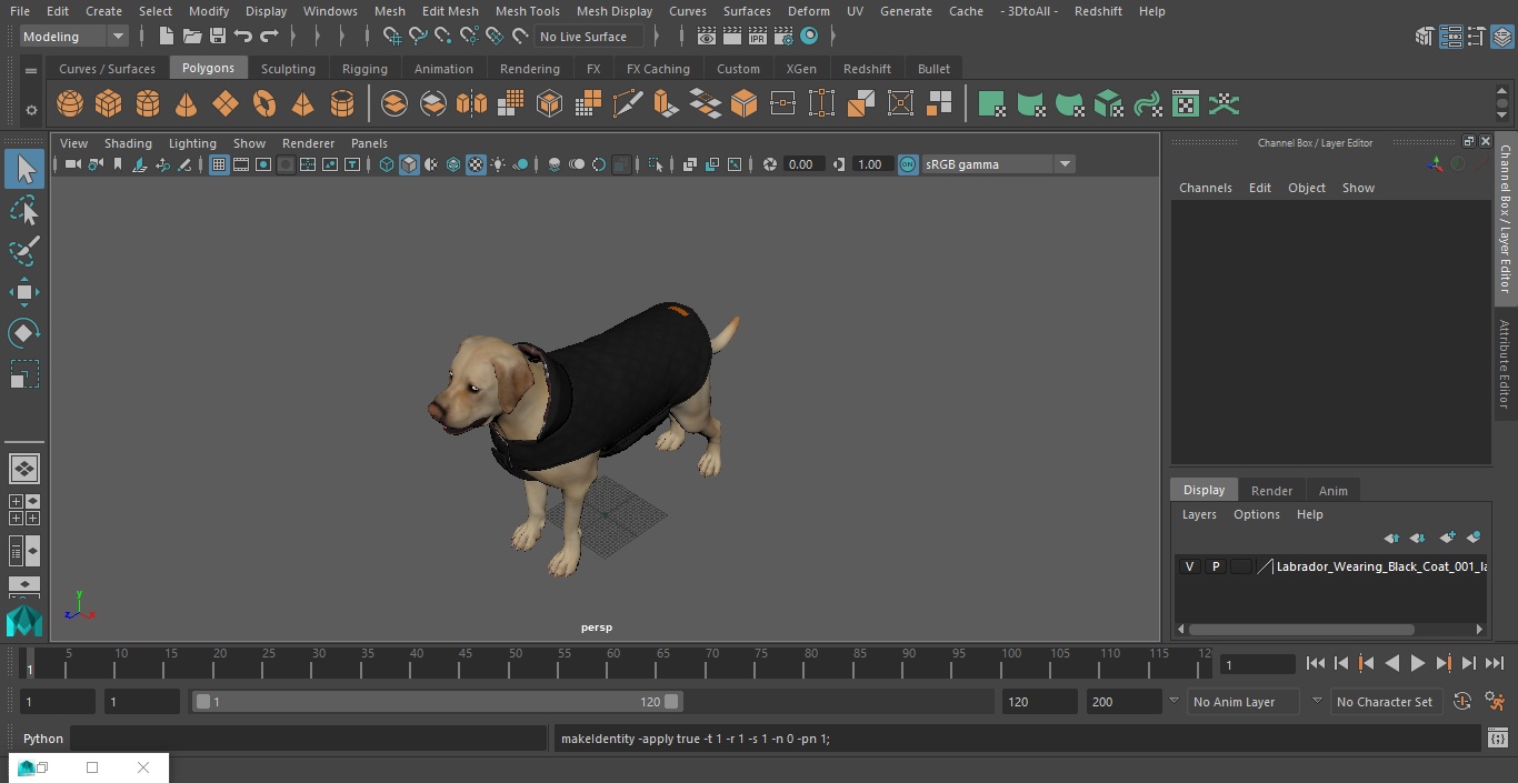 Labrador Wearing Black Coat 3D