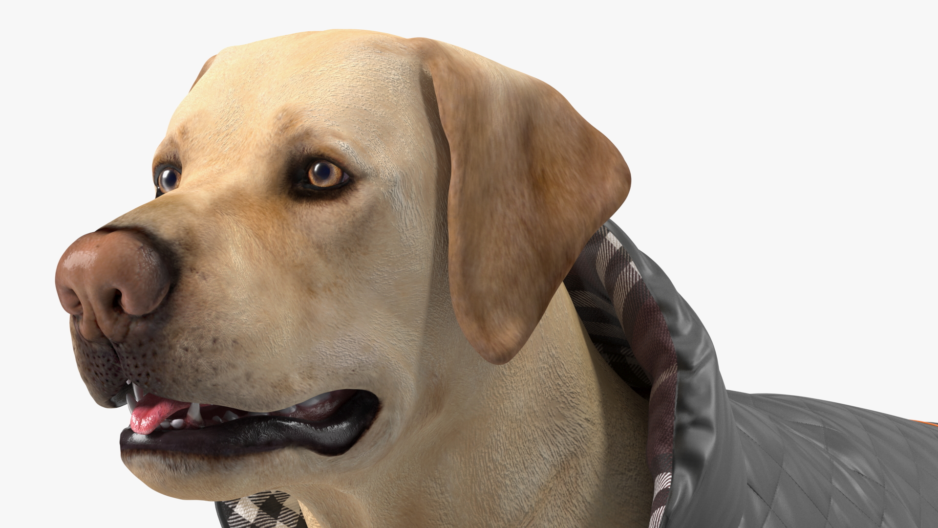 Labrador Wearing Black Coat 3D