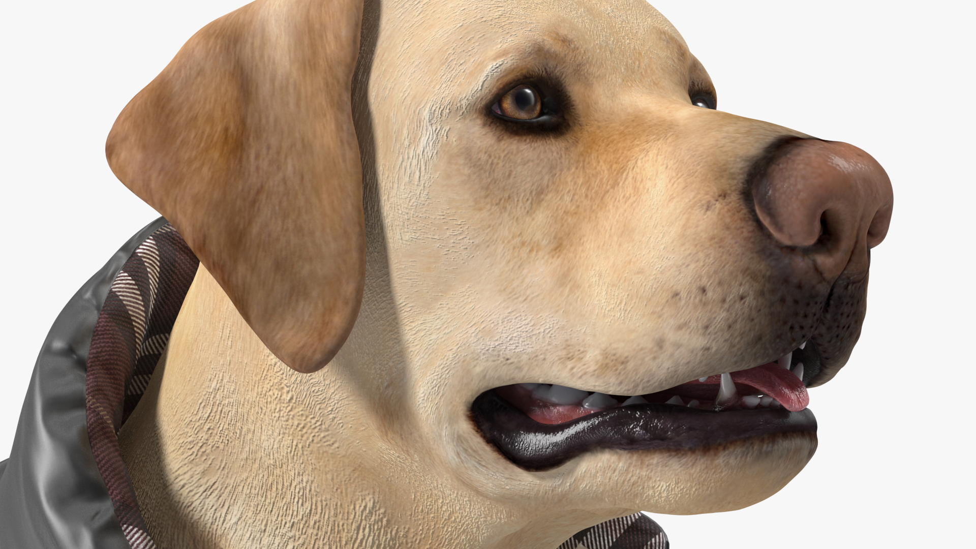Labrador Wearing Black Coat 3D