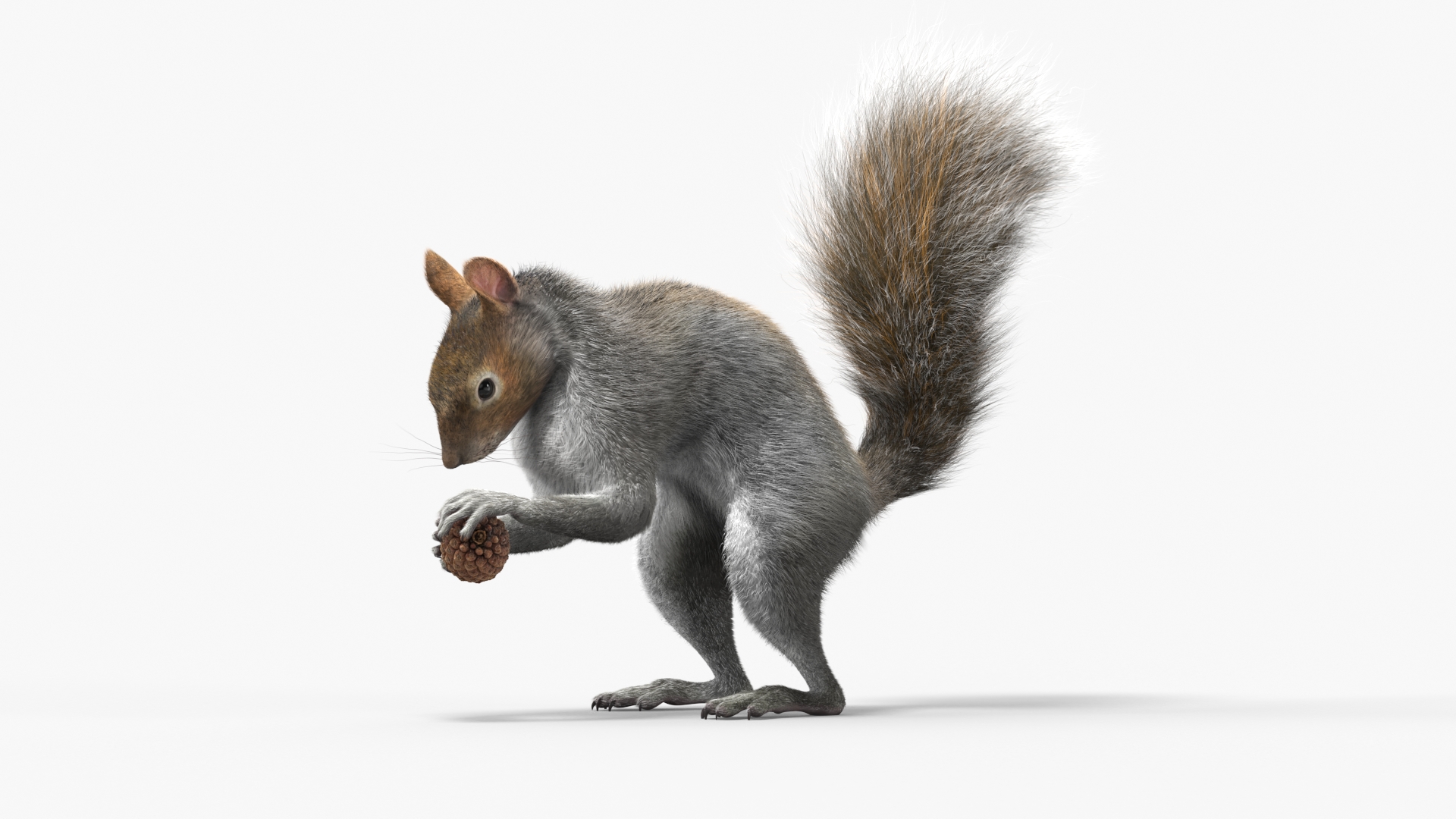 Squirrel with Pine Cone Fur 3D