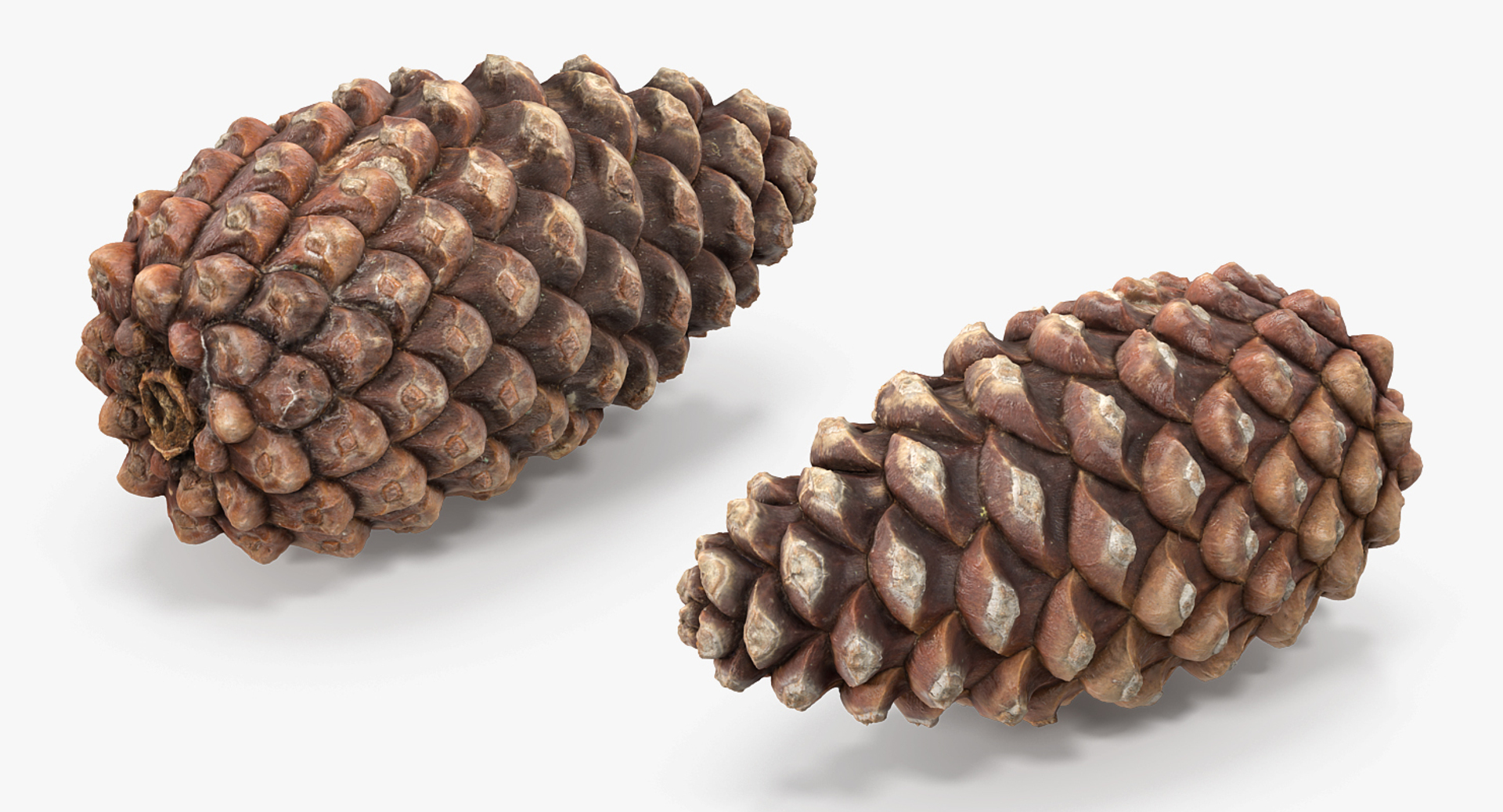 Squirrel with Pine Cone Fur 3D