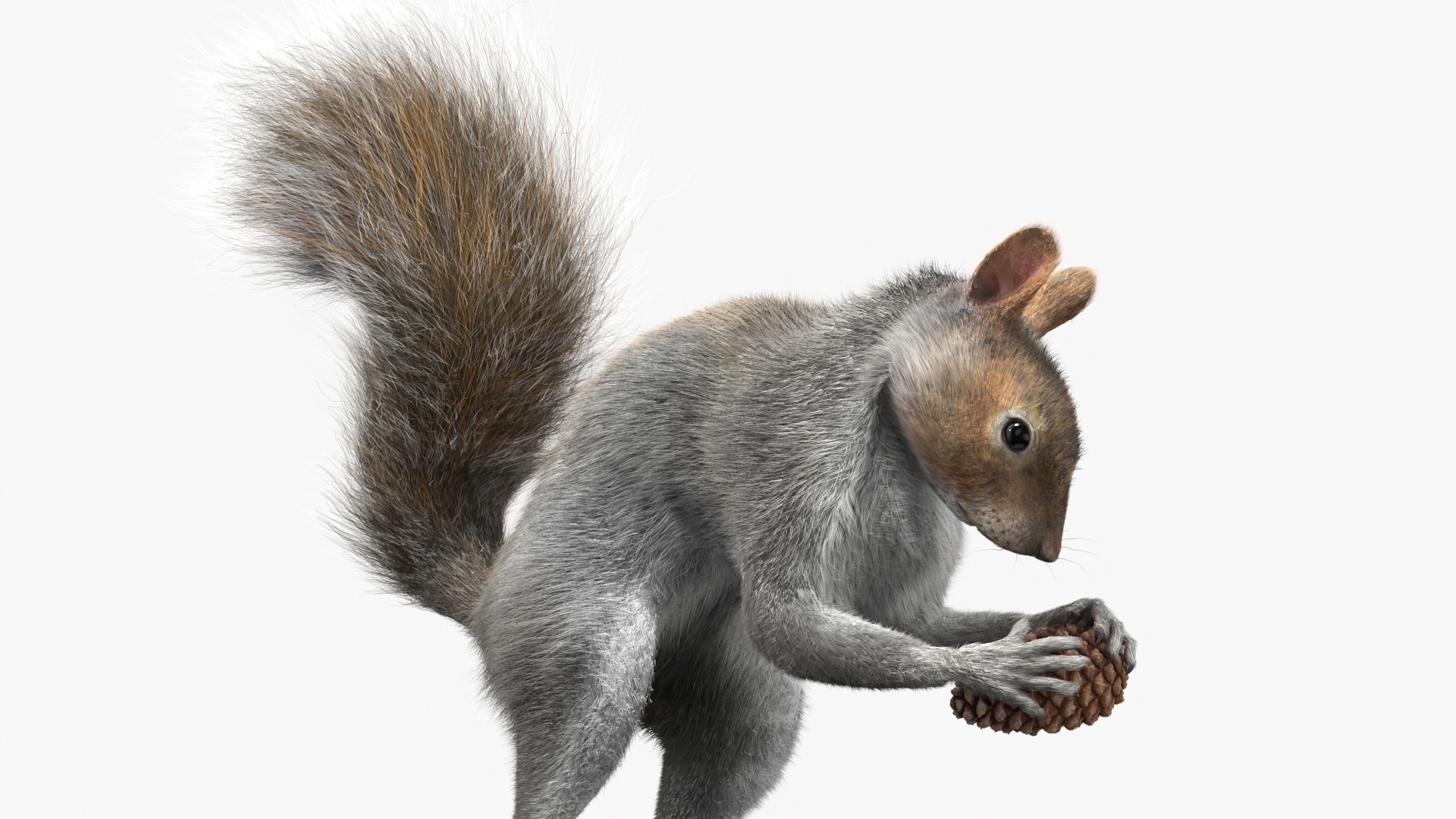 Squirrel with Pine Cone Fur 3D