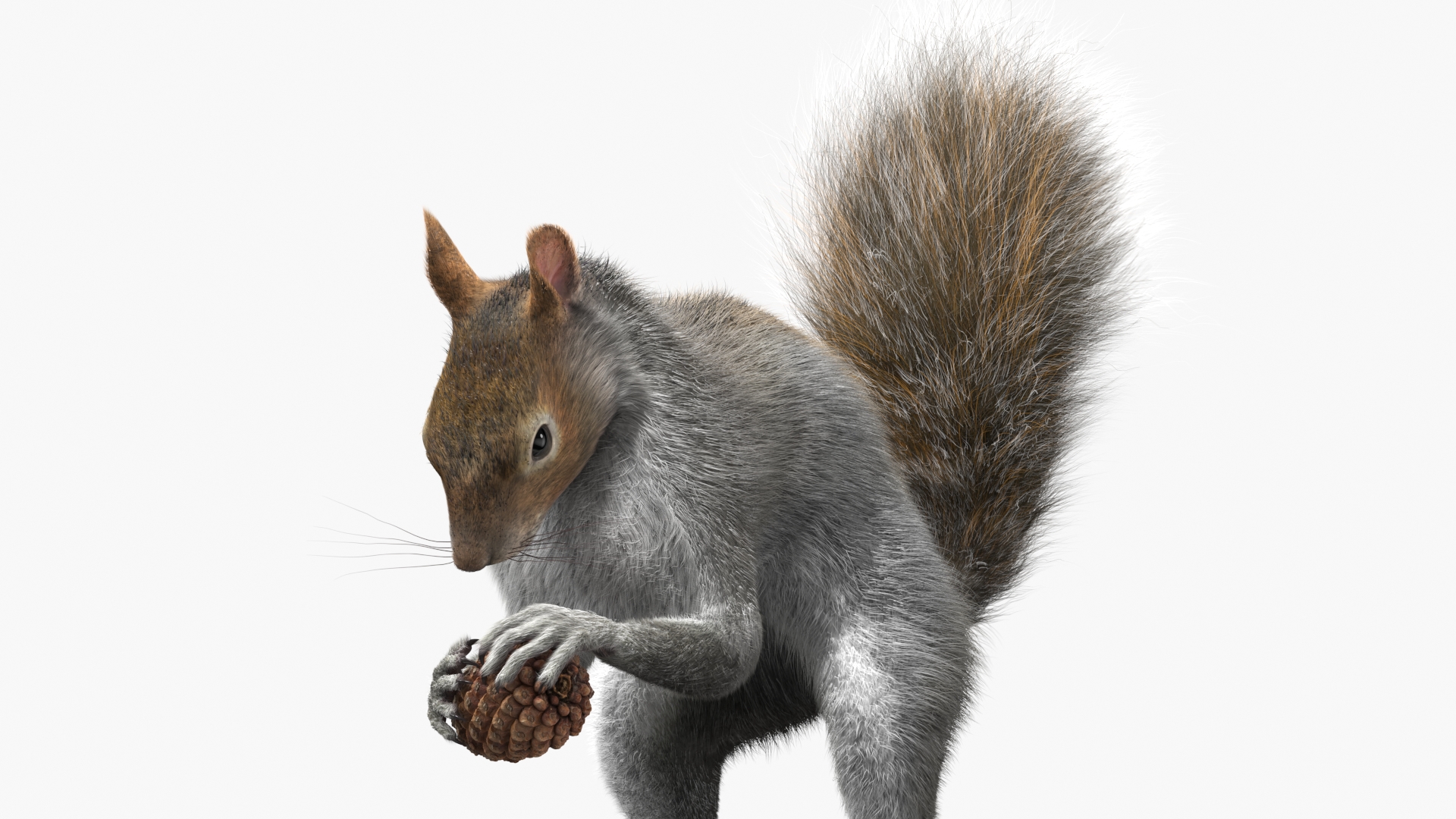 Squirrel with Pine Cone Fur 3D