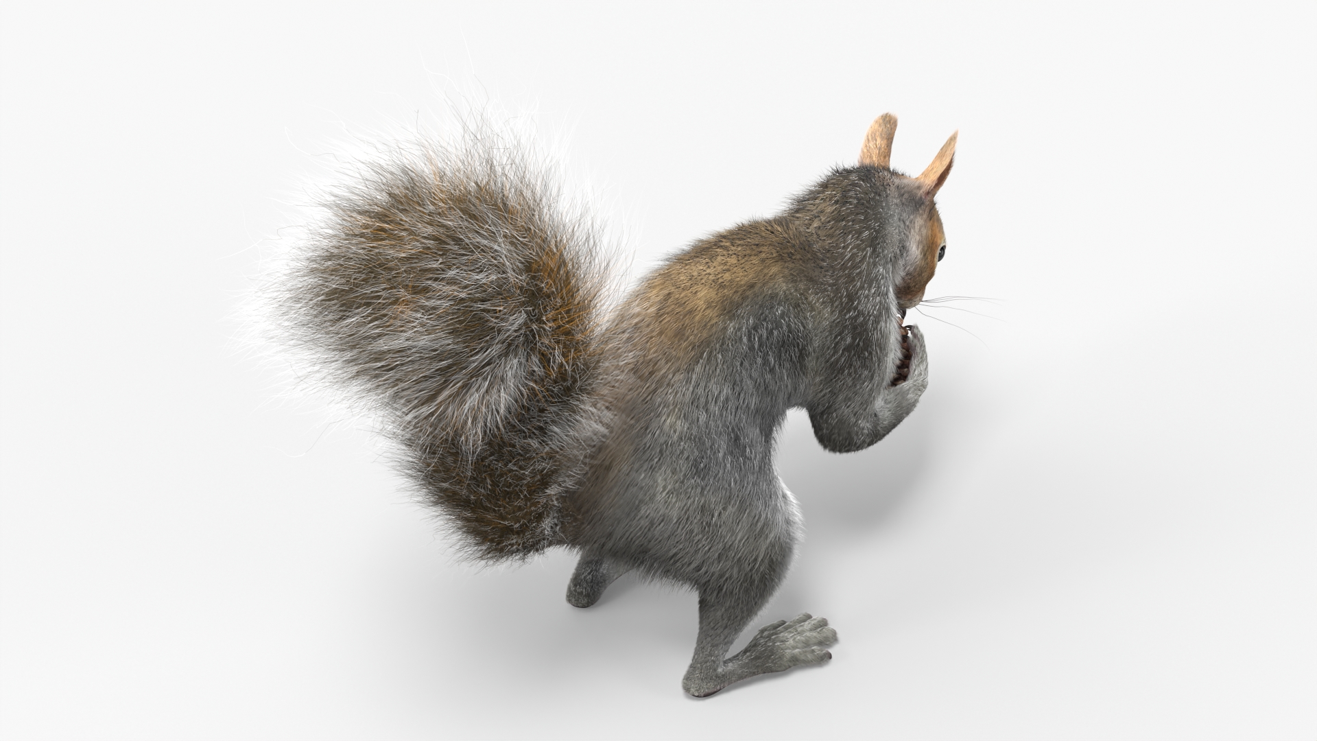 Squirrel with Pine Cone Fur 3D