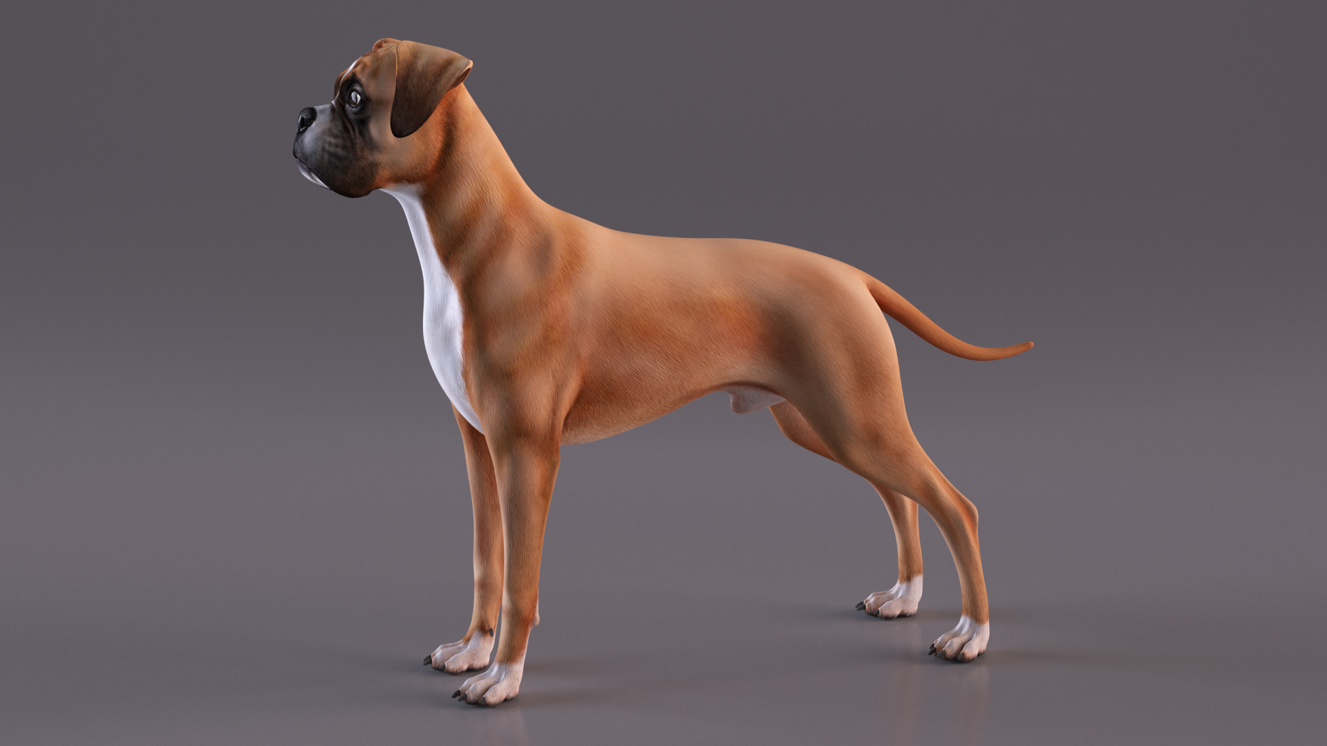 3D Boxer Dog Rigged