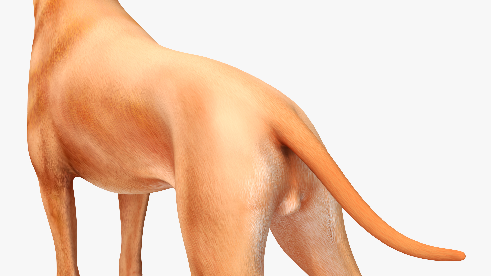 3D Boxer Dog Rigged