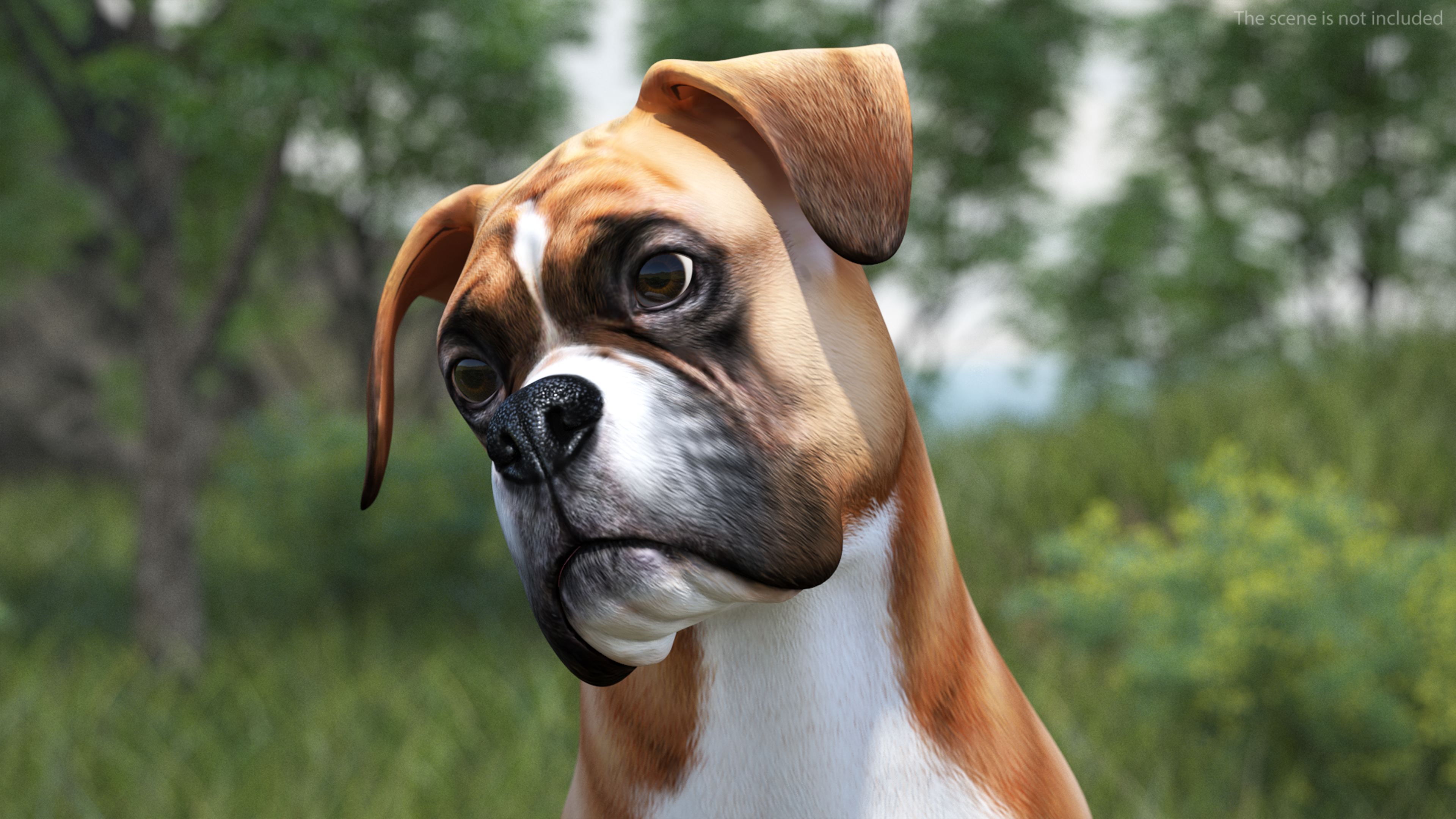 3D Boxer Dog Rigged