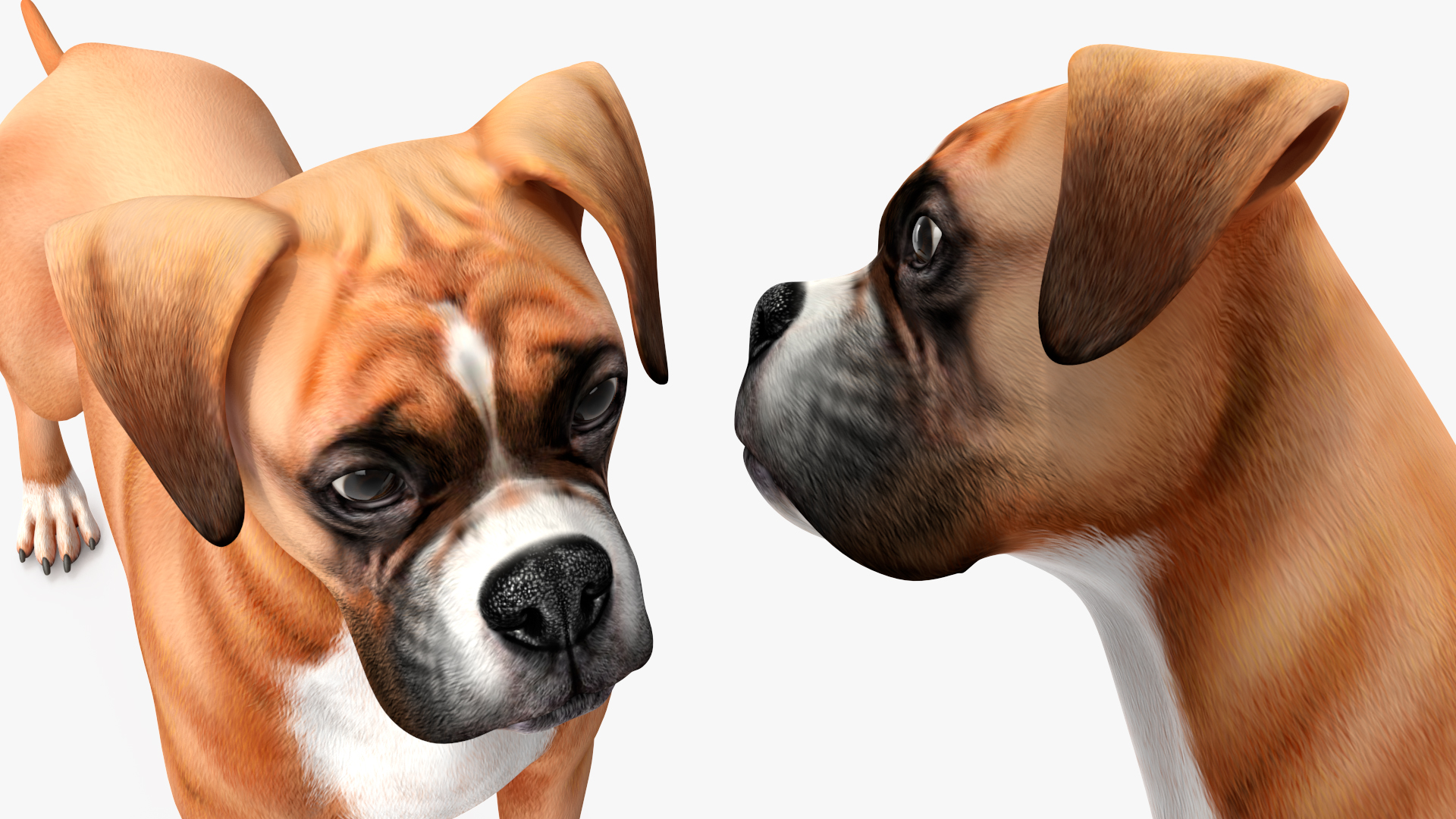3D Boxer Dog Rigged