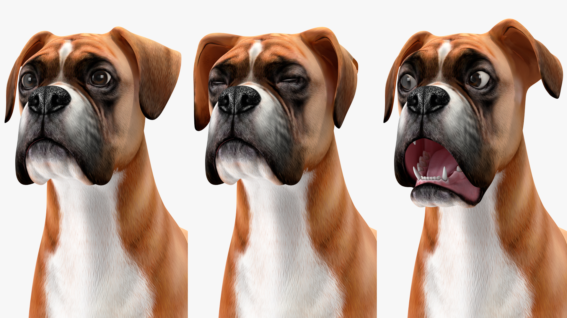 3D Boxer Dog Rigged