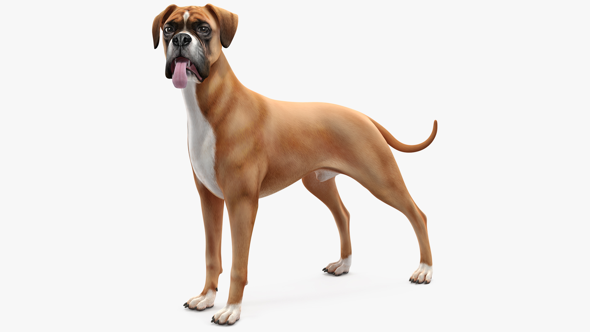3D Boxer Dog Rigged