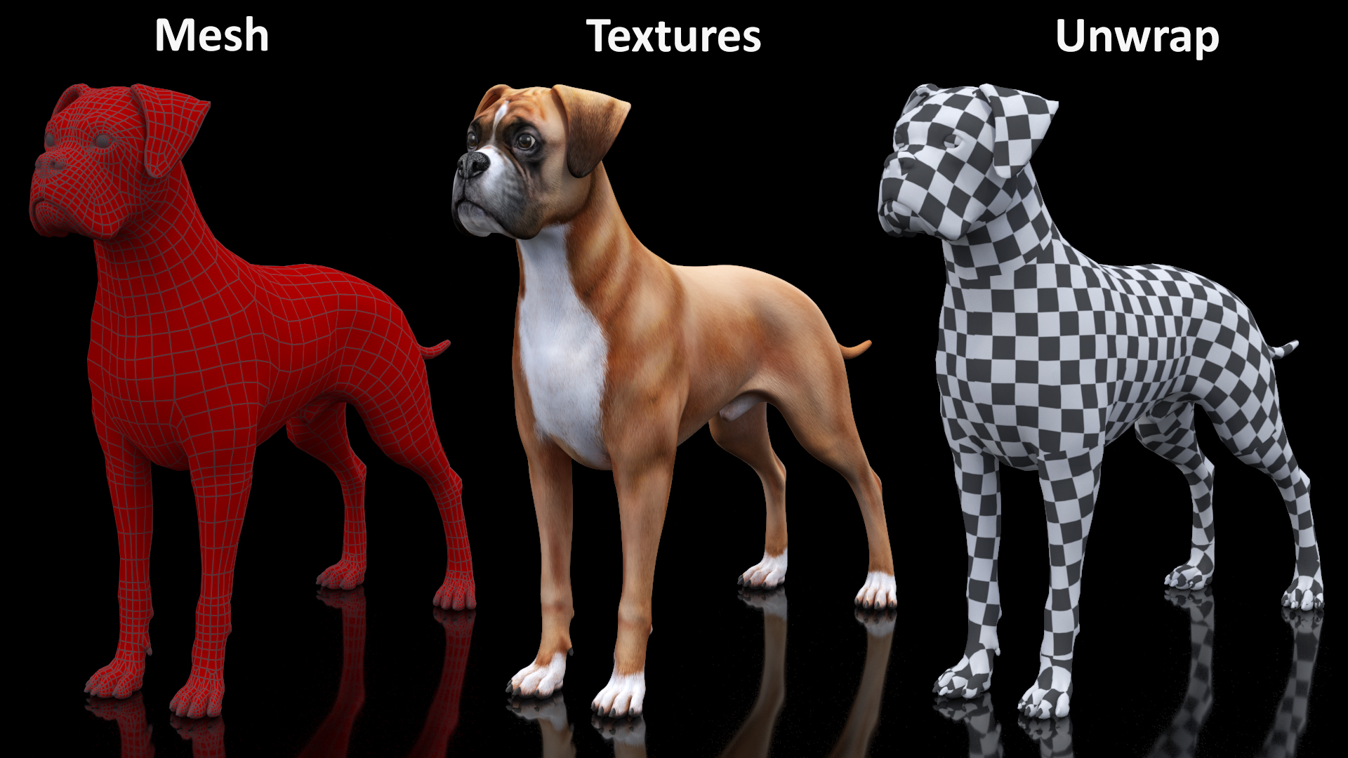 3D Boxer Dog Rigged