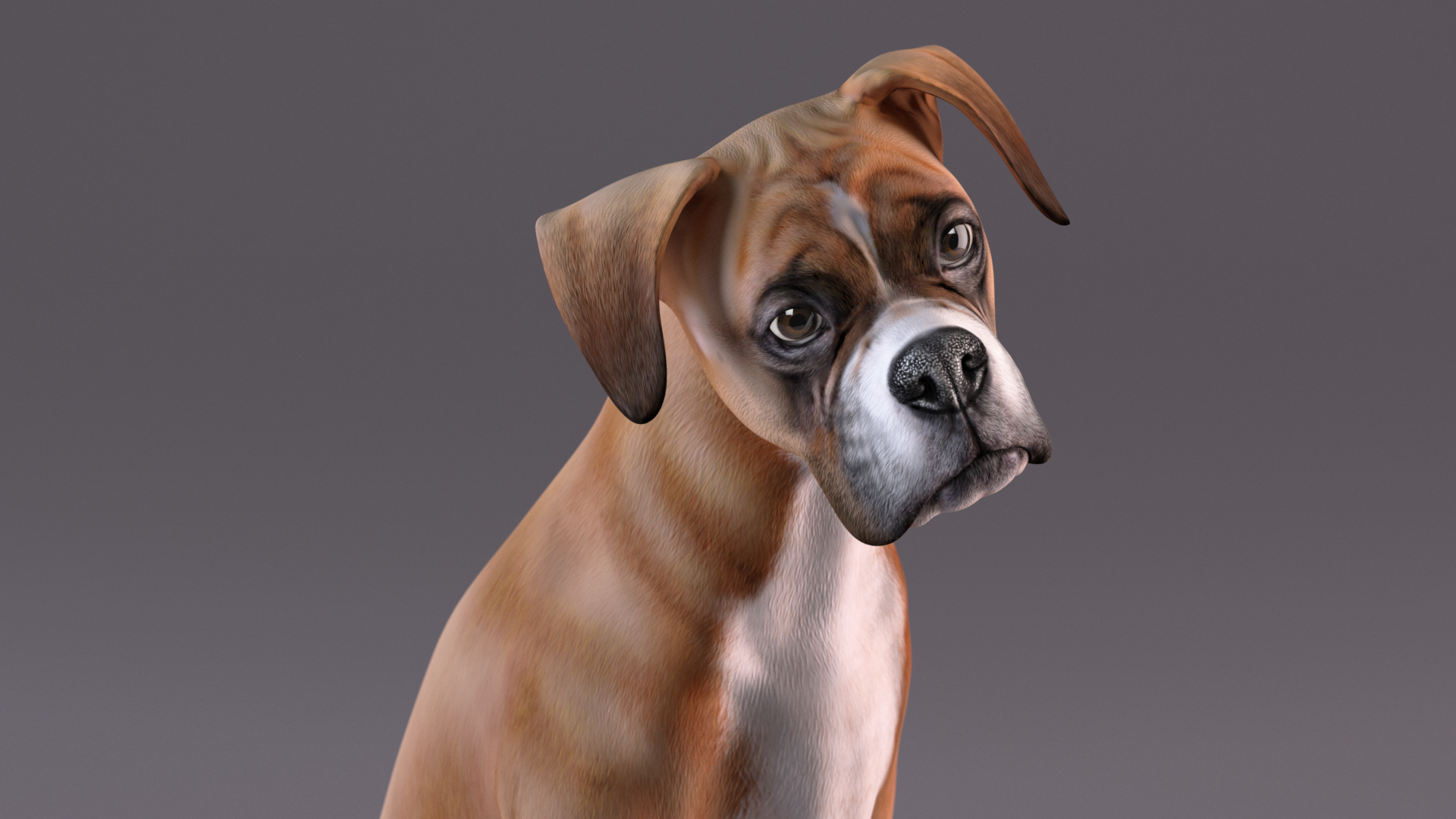 3D Boxer Dog Rigged