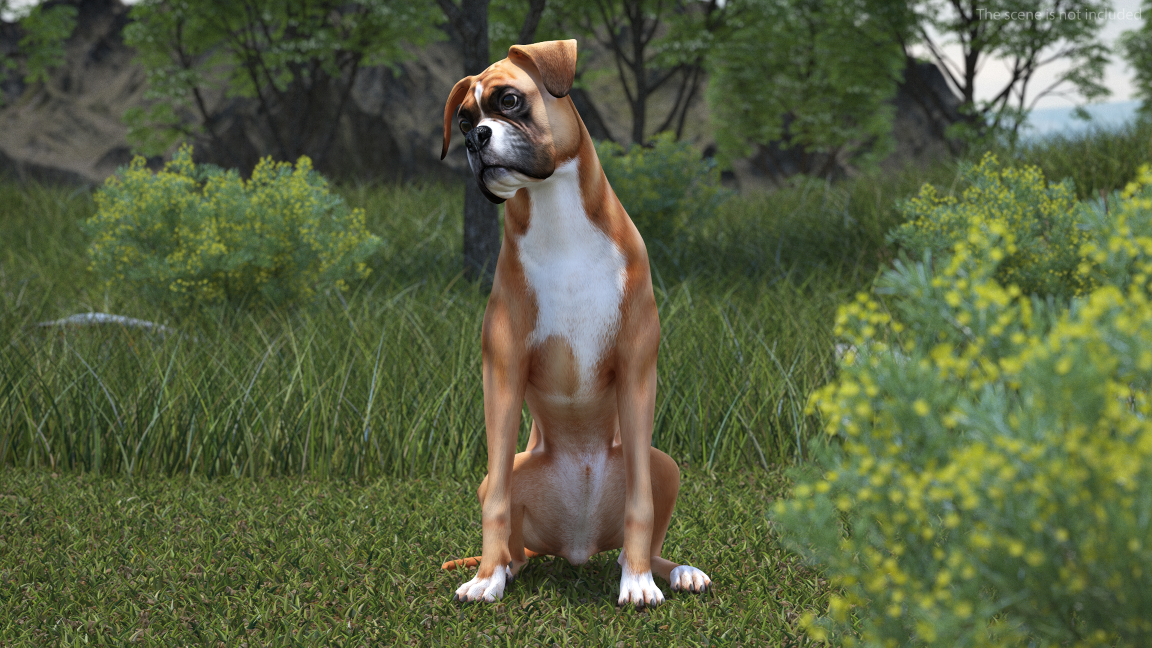 3D Boxer Dog Rigged