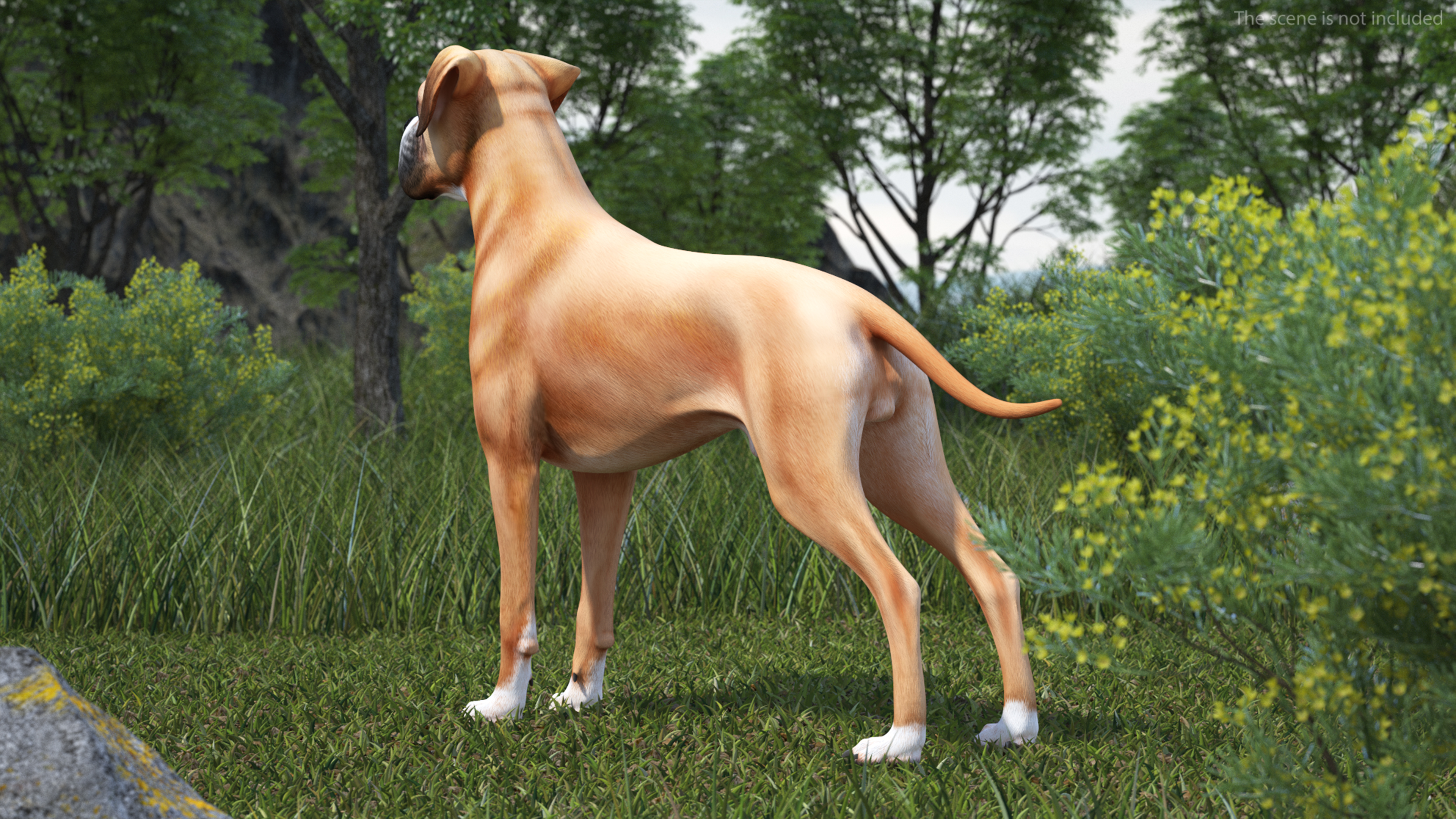 3D Boxer Dog Rigged