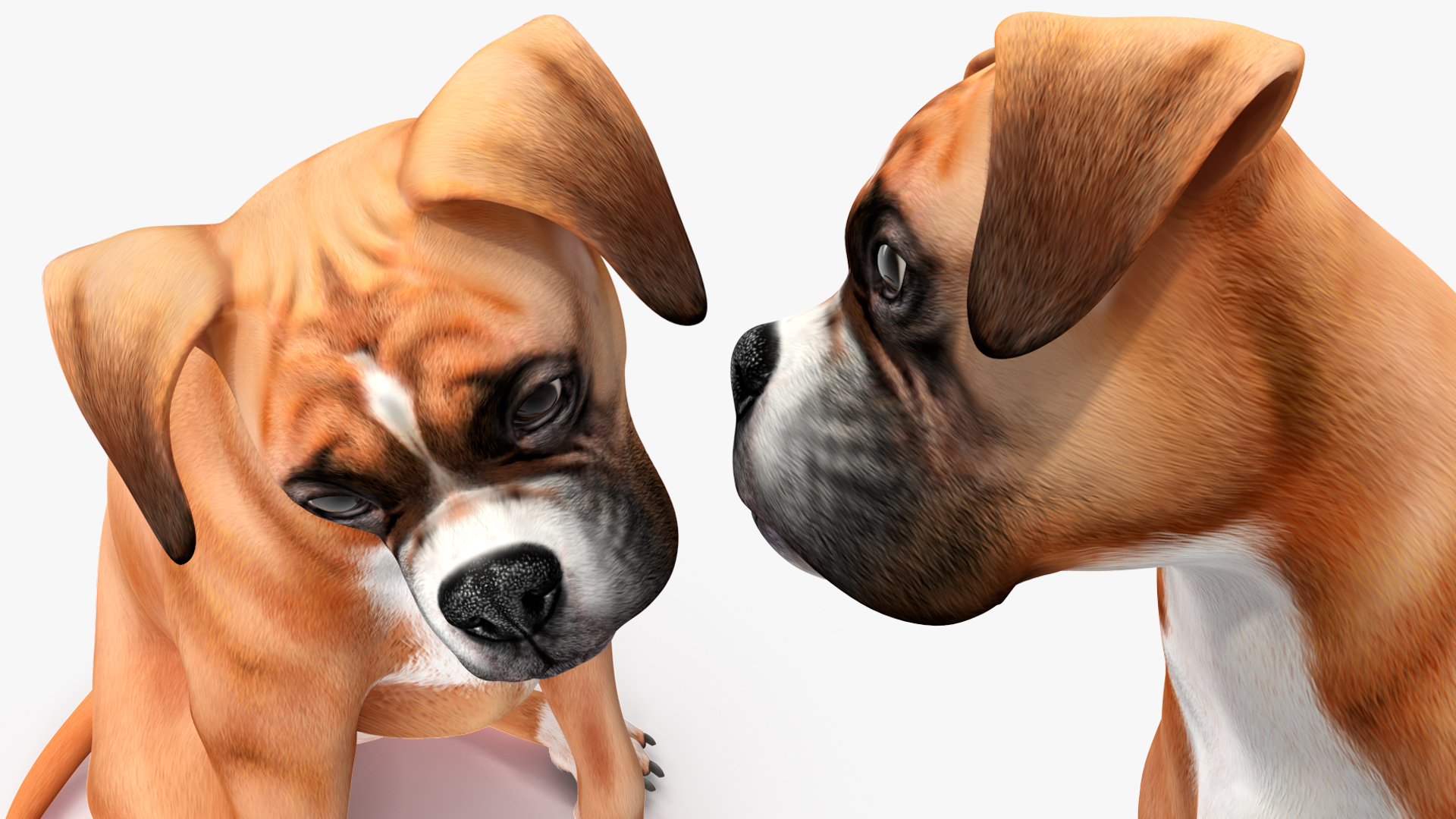 3D Boxer Dog Rigged