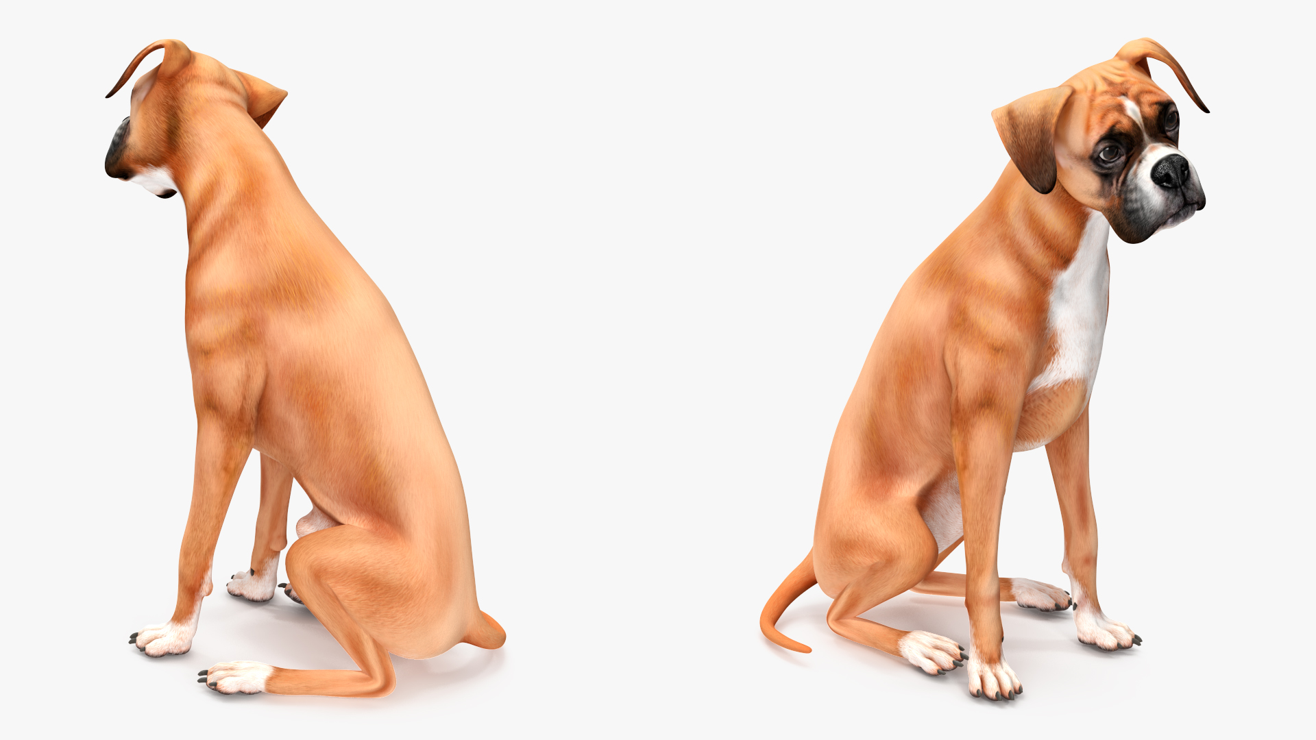 3D Boxer Dog Rigged