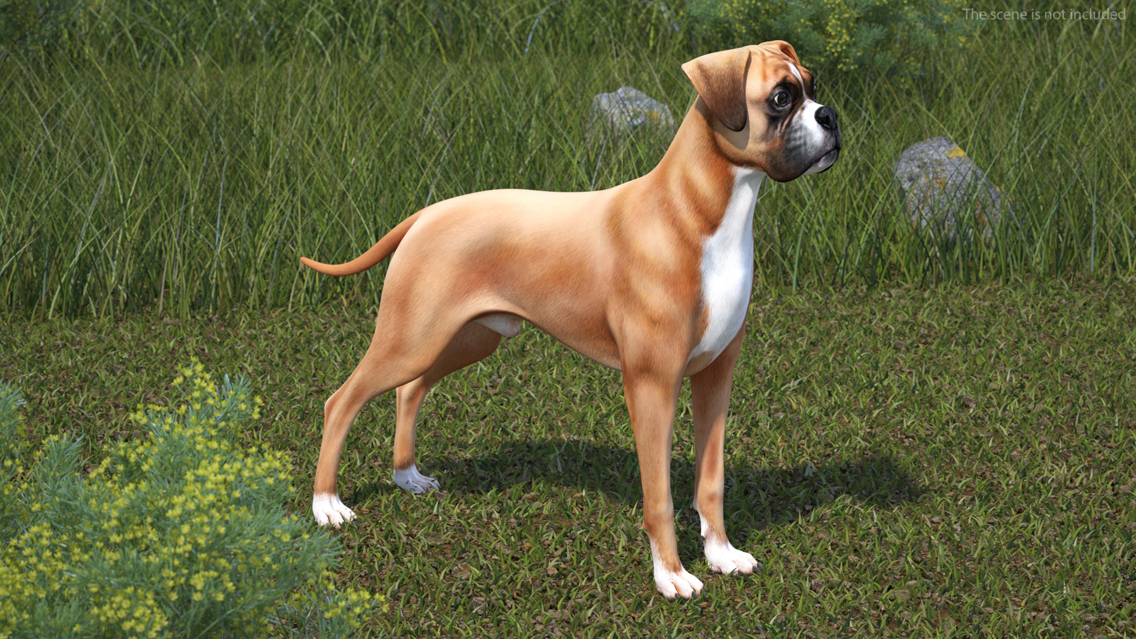 3D Boxer Dog Rigged