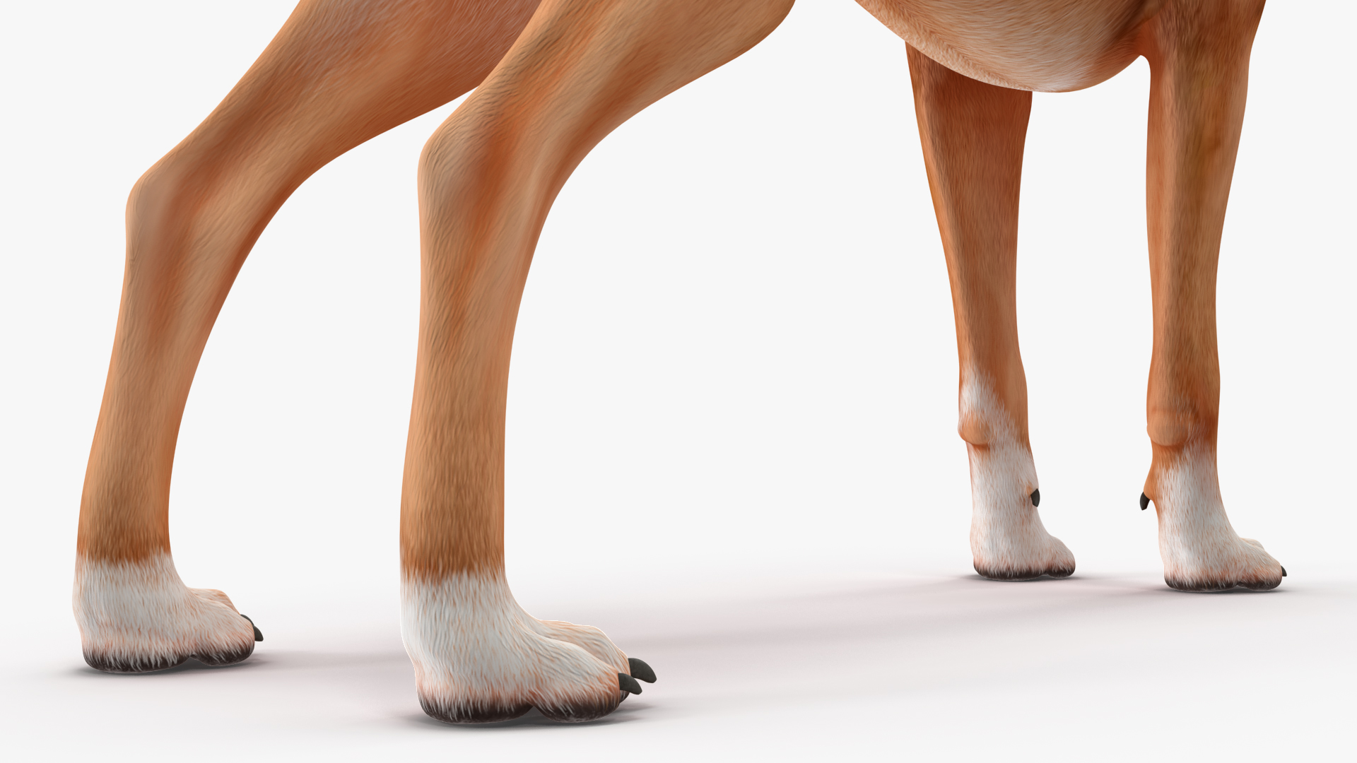 3D Boxer Dog Rigged