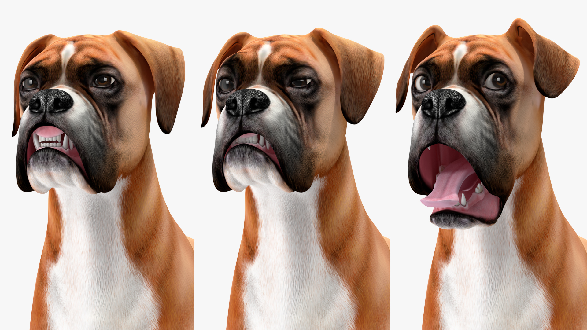 3D Boxer Dog Rigged