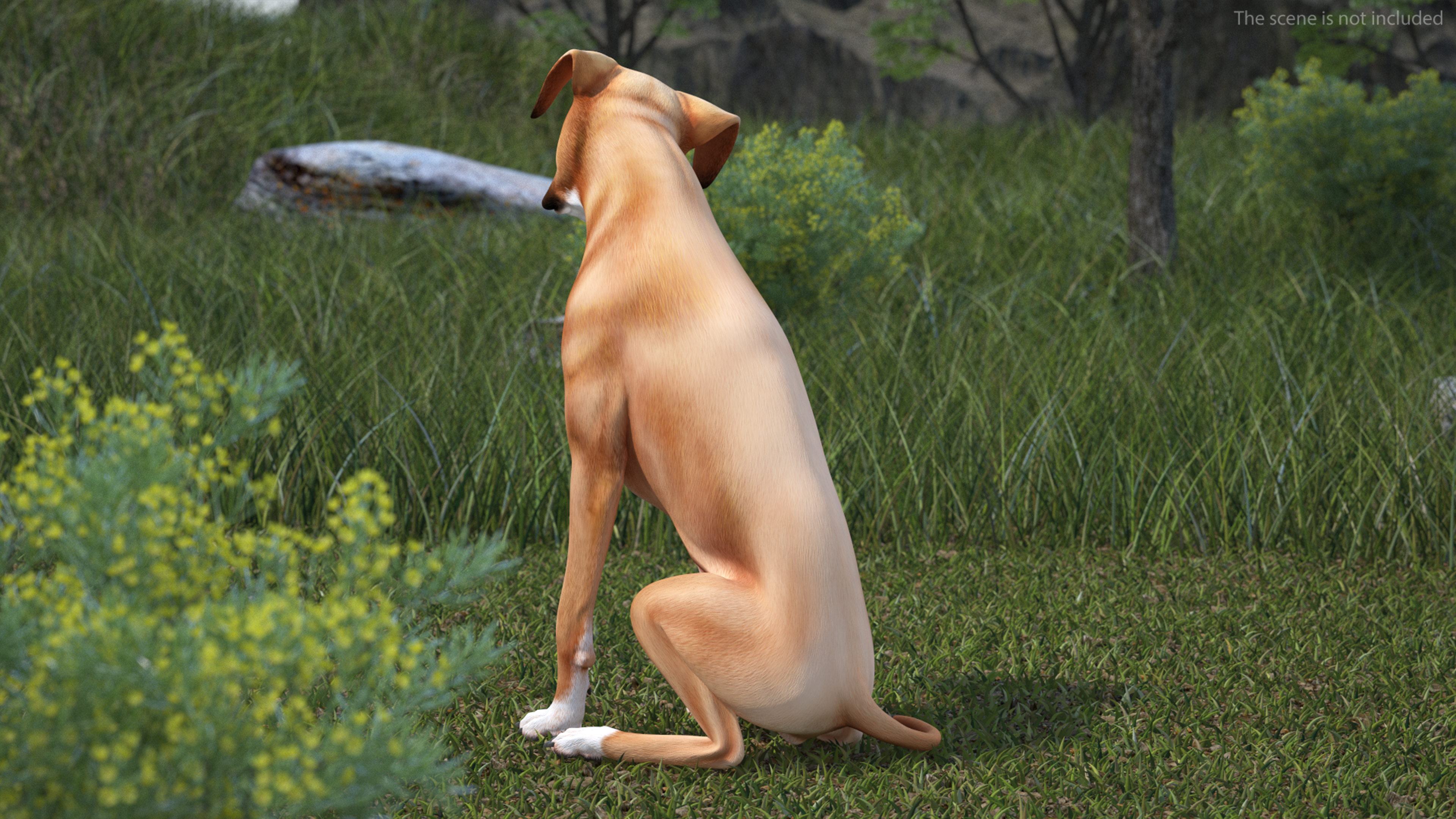 3D Boxer Dog Rigged