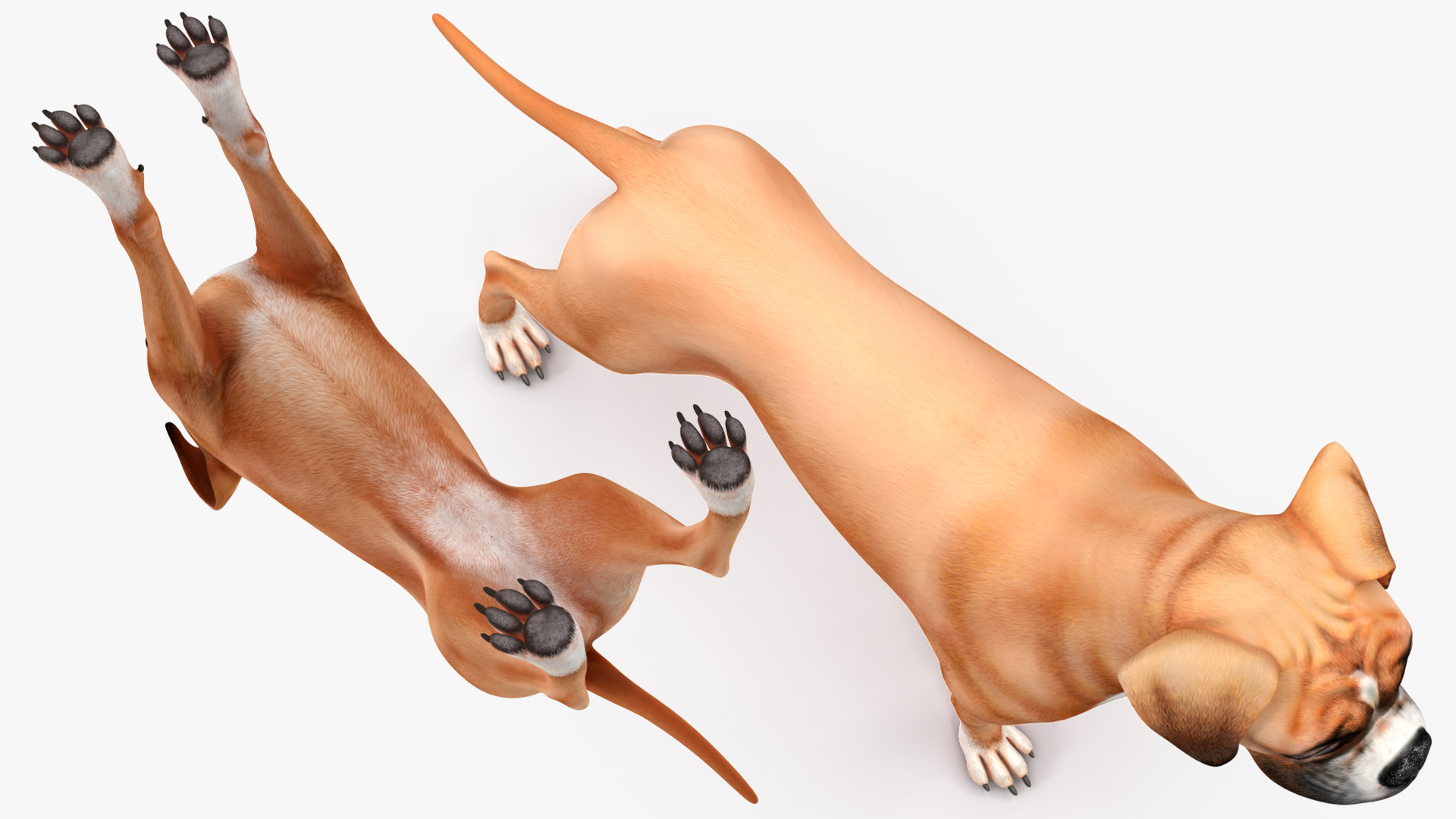 3D Boxer Dog Rigged