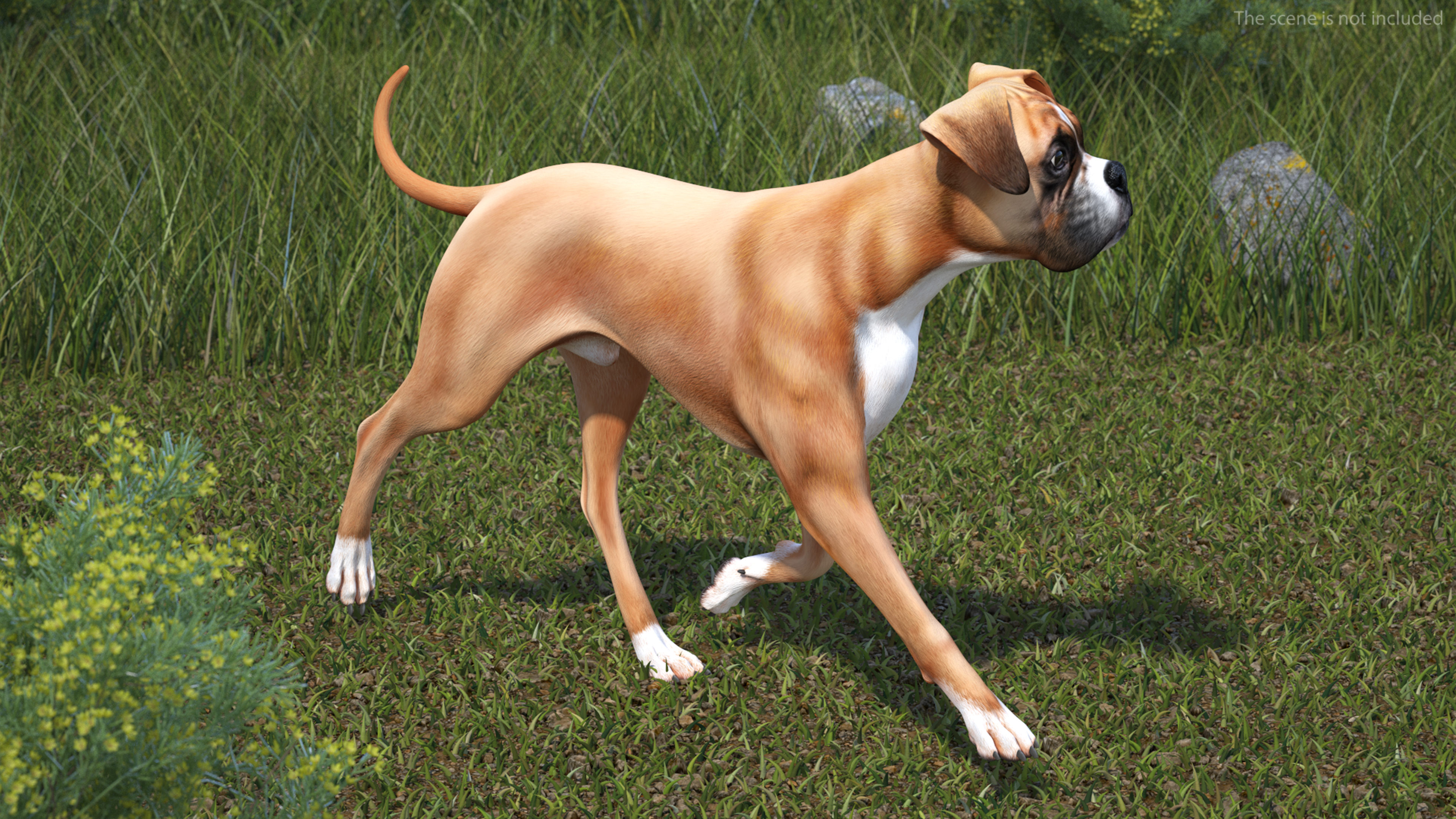 3D Boxer Dog Rigged