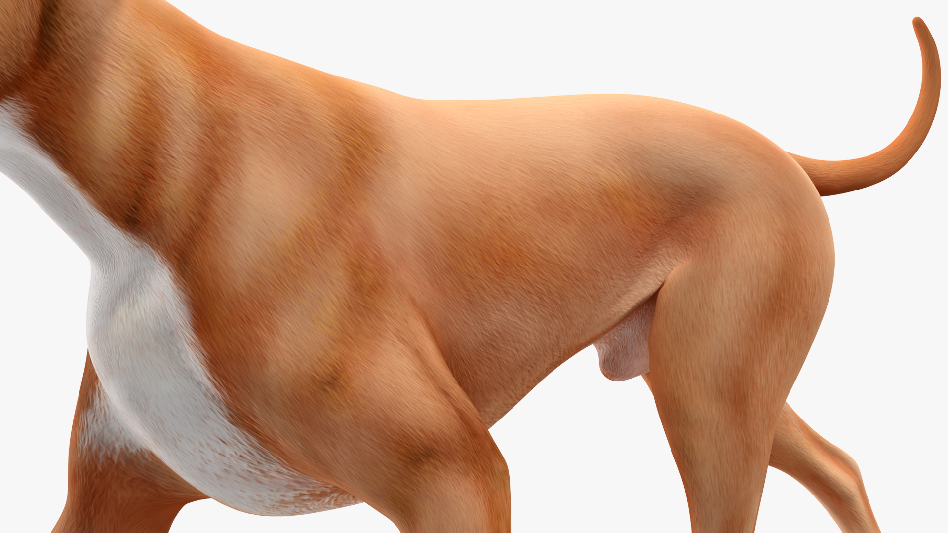 3D Boxer Dog Rigged