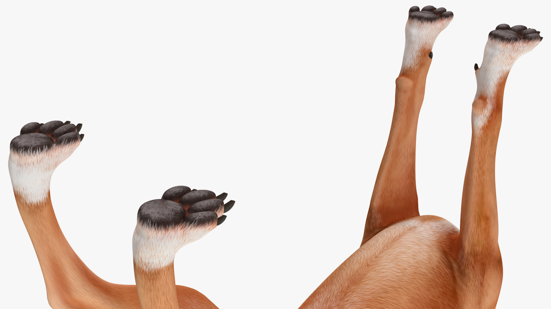 3D Boxer Dog Rigged