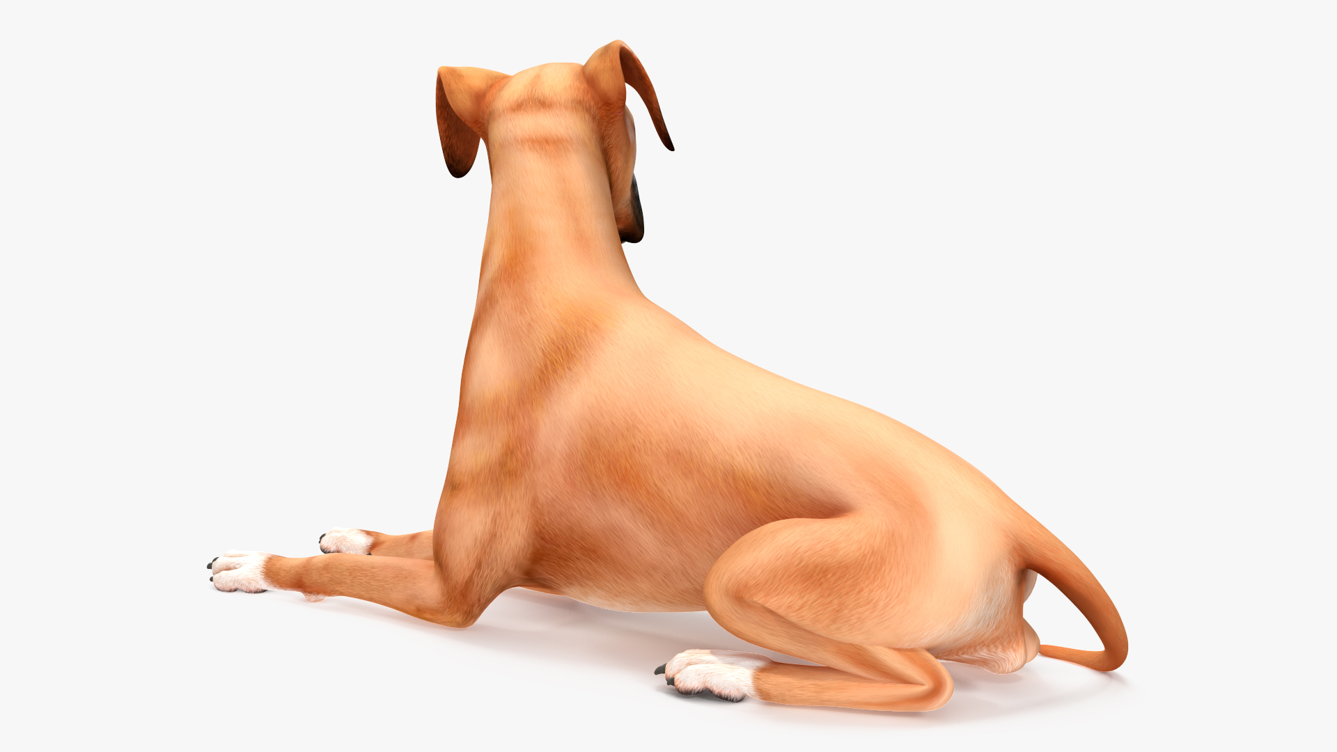 3D Boxer Dog Rigged