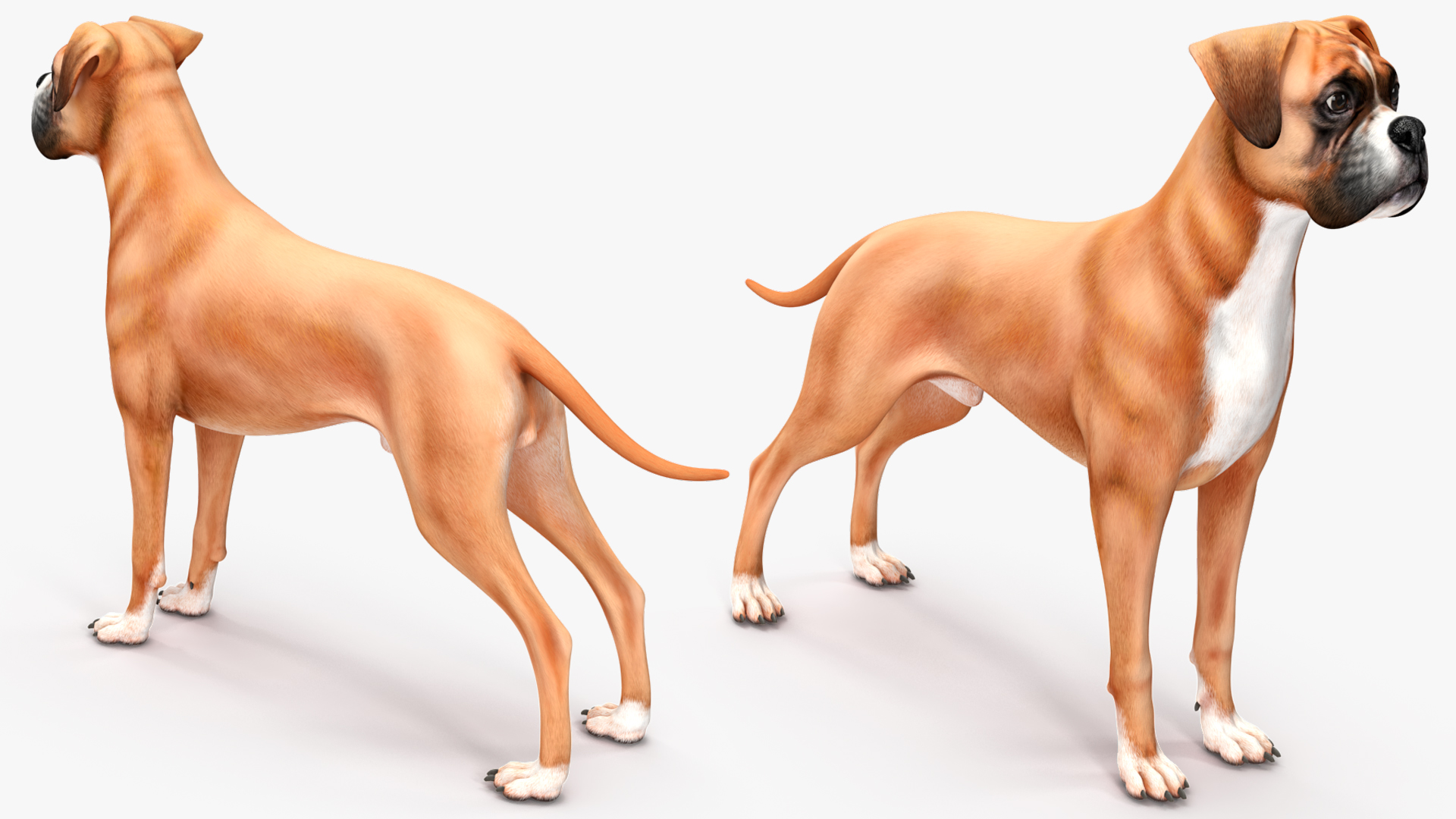 3D Boxer Dog Rigged