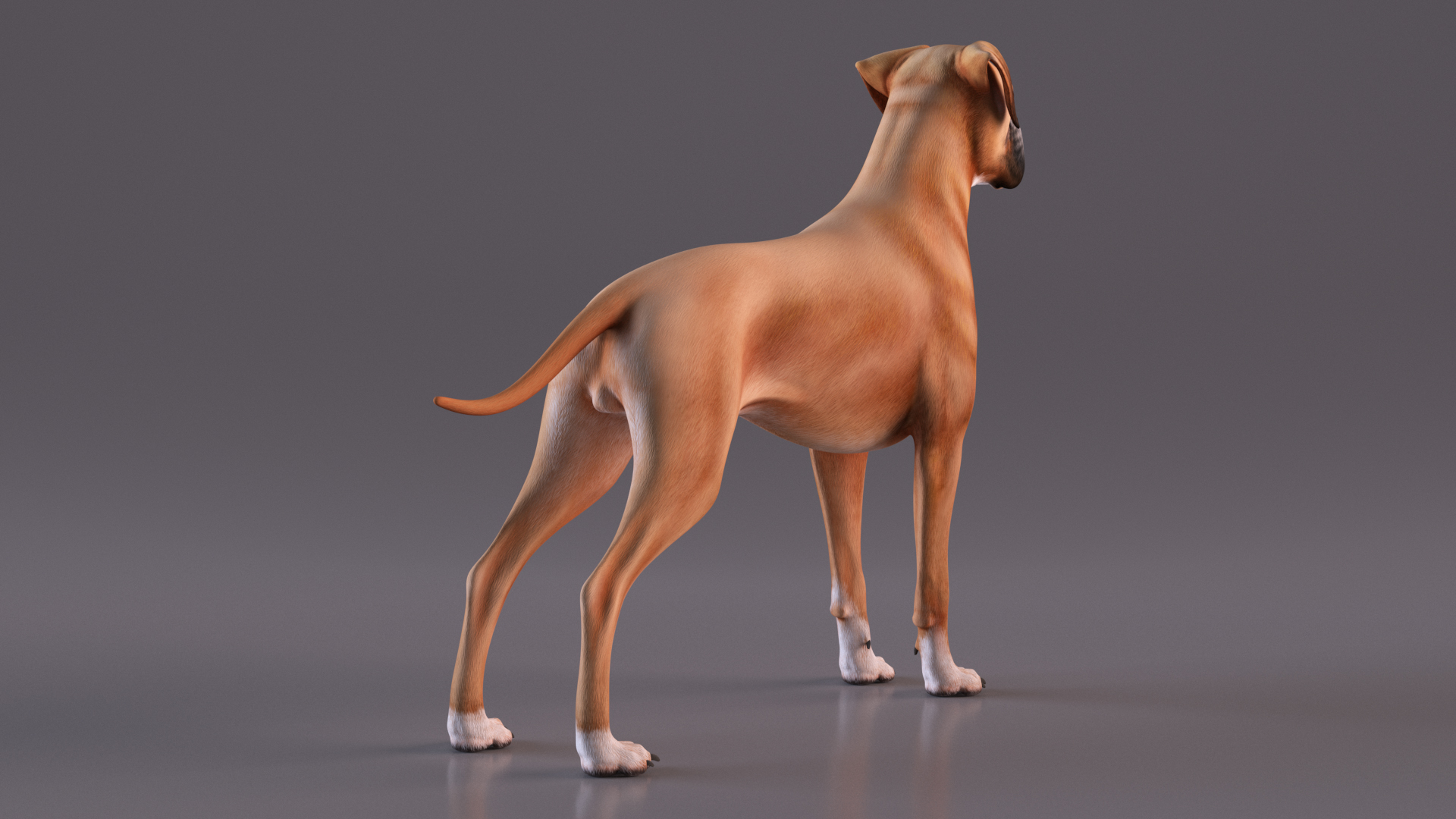 3D Boxer Dog Rigged