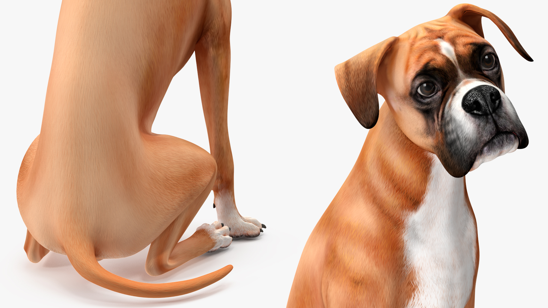 3D Boxer Dog Rigged