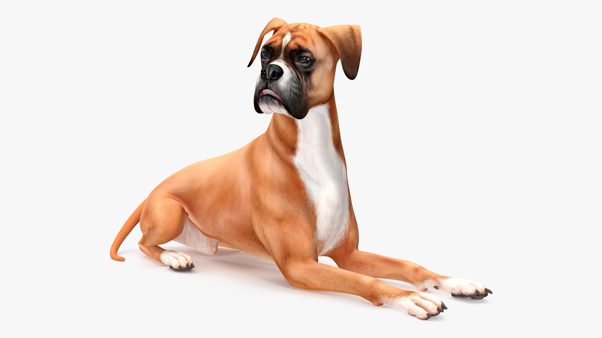 3D Boxer Dog Rigged