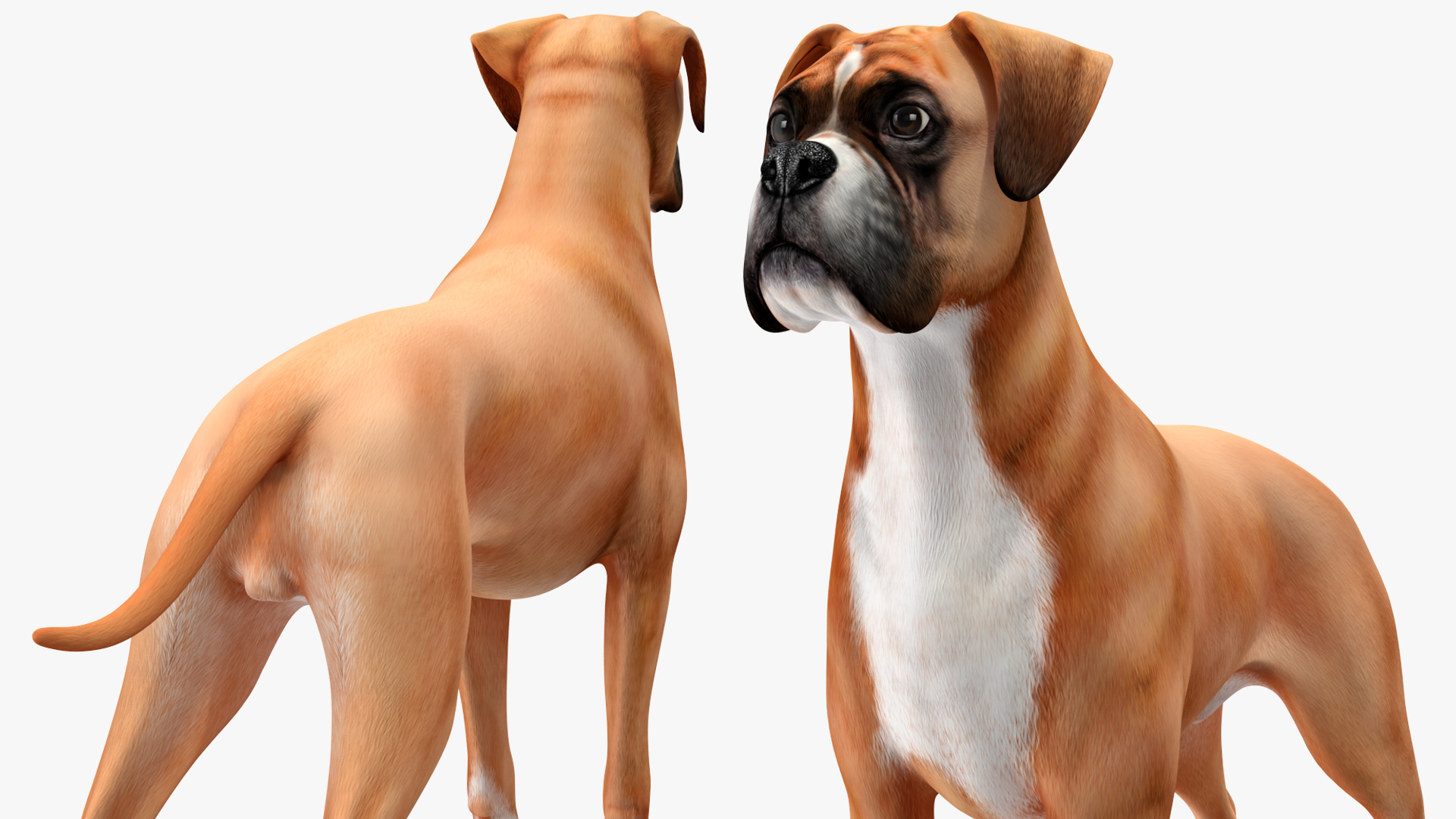 3D Boxer Dog Rigged