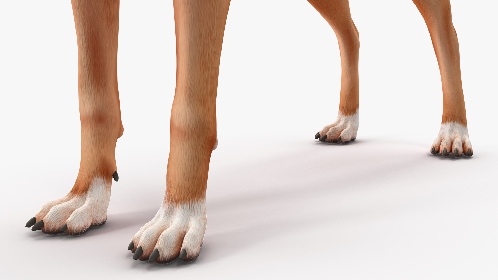 3D Boxer Dog Rigged