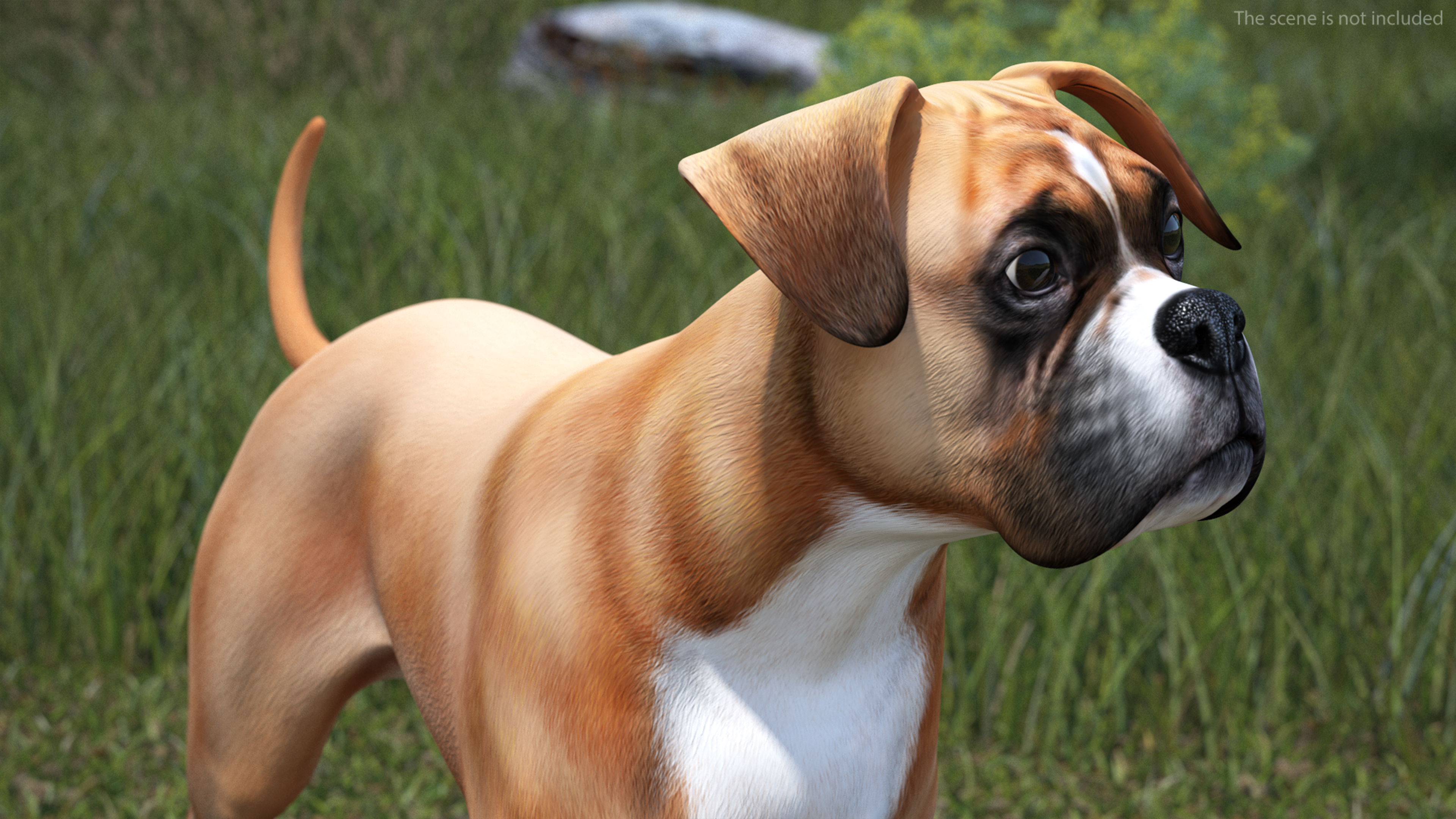 3D Boxer Dog Rigged