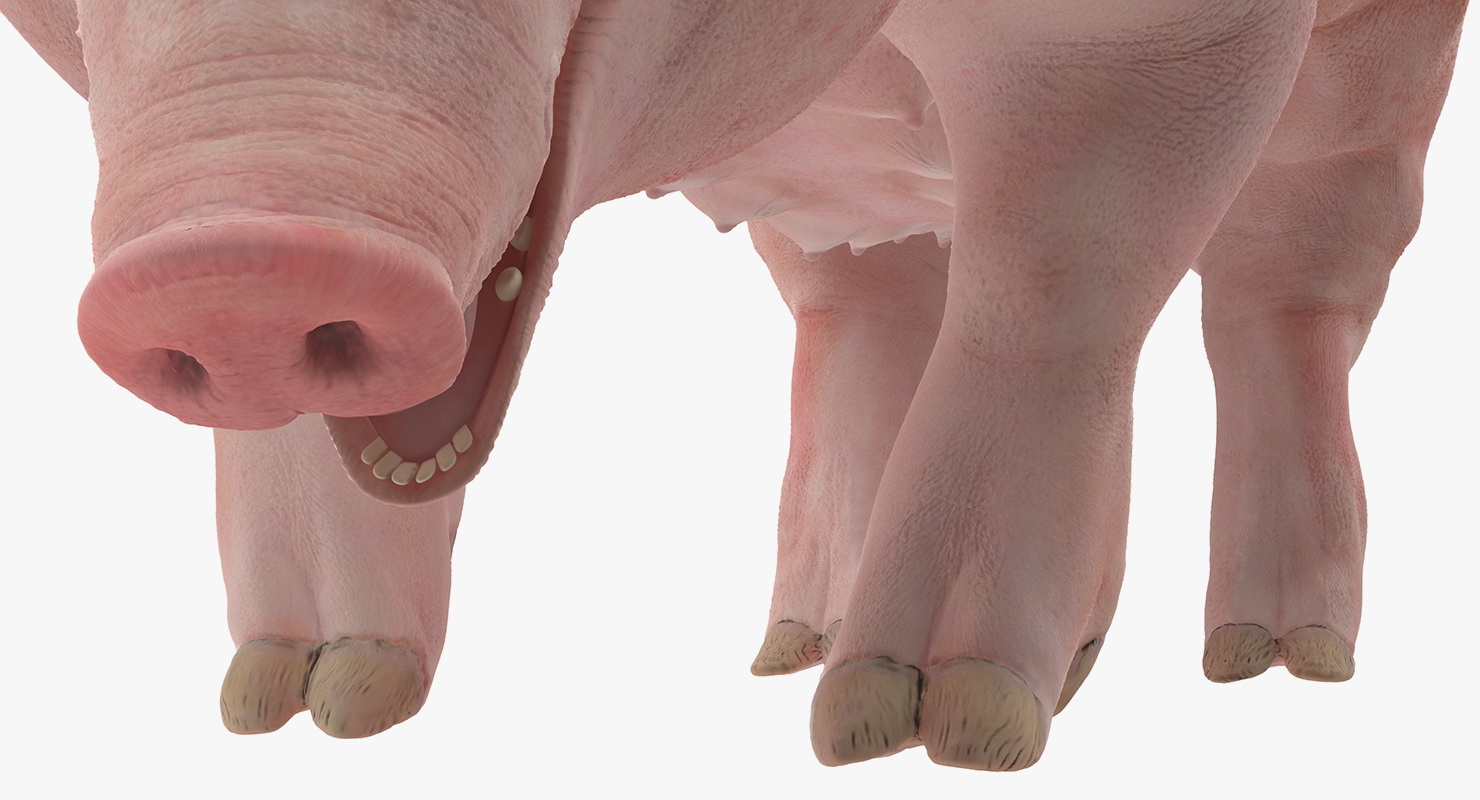 3D model Pig Sow Landrace Standing Pose