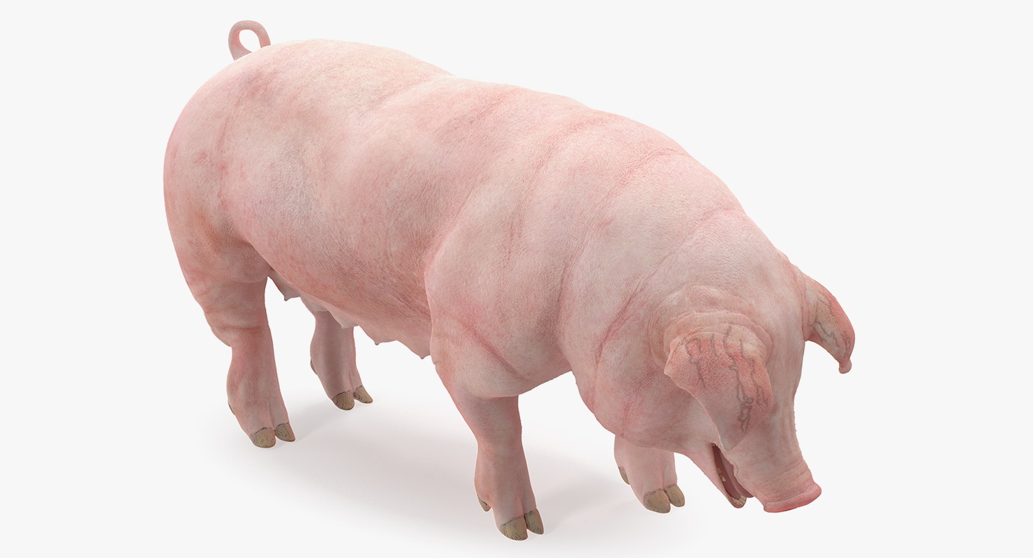 3D model Pig Sow Landrace Standing Pose