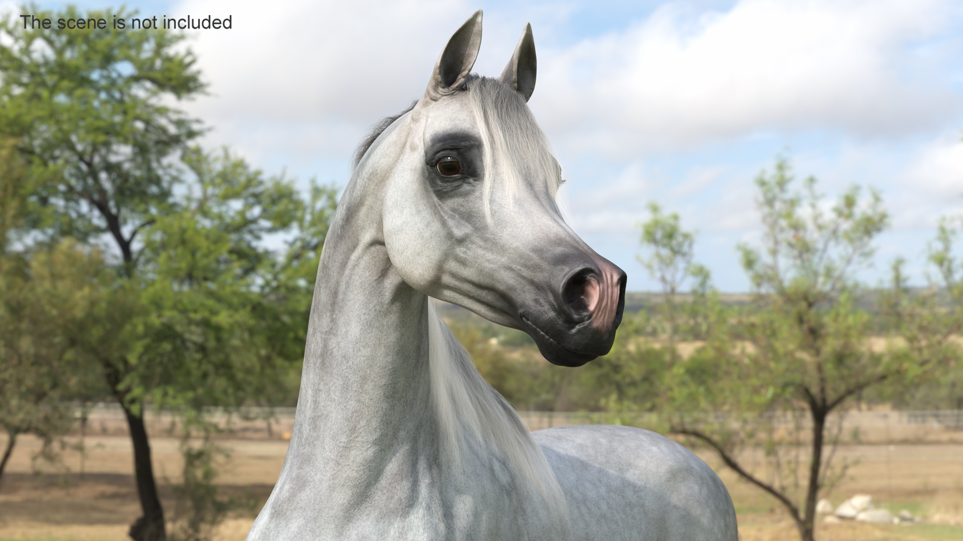 3D Arabian Horse Gray Dappled Stand Pose Fur